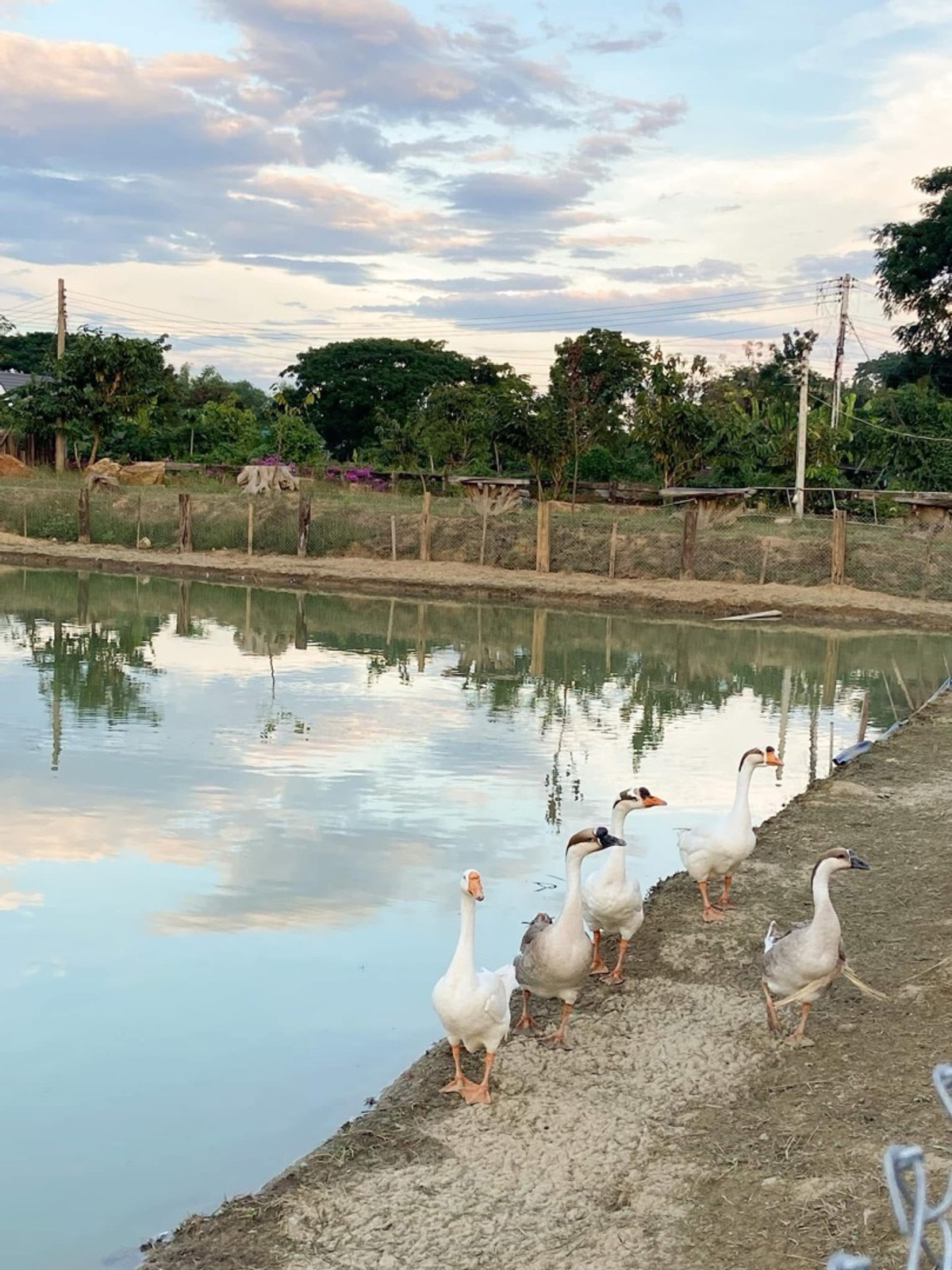 For SaleHousePhrae : Old teak houses for sale, large and small. Complete with train carriages On land in a prime location, Phrae Province, over 8 rai, next to the road along the irrigation canal, mountain view, cool and shady atmosphere mixed with the scent of nature in every