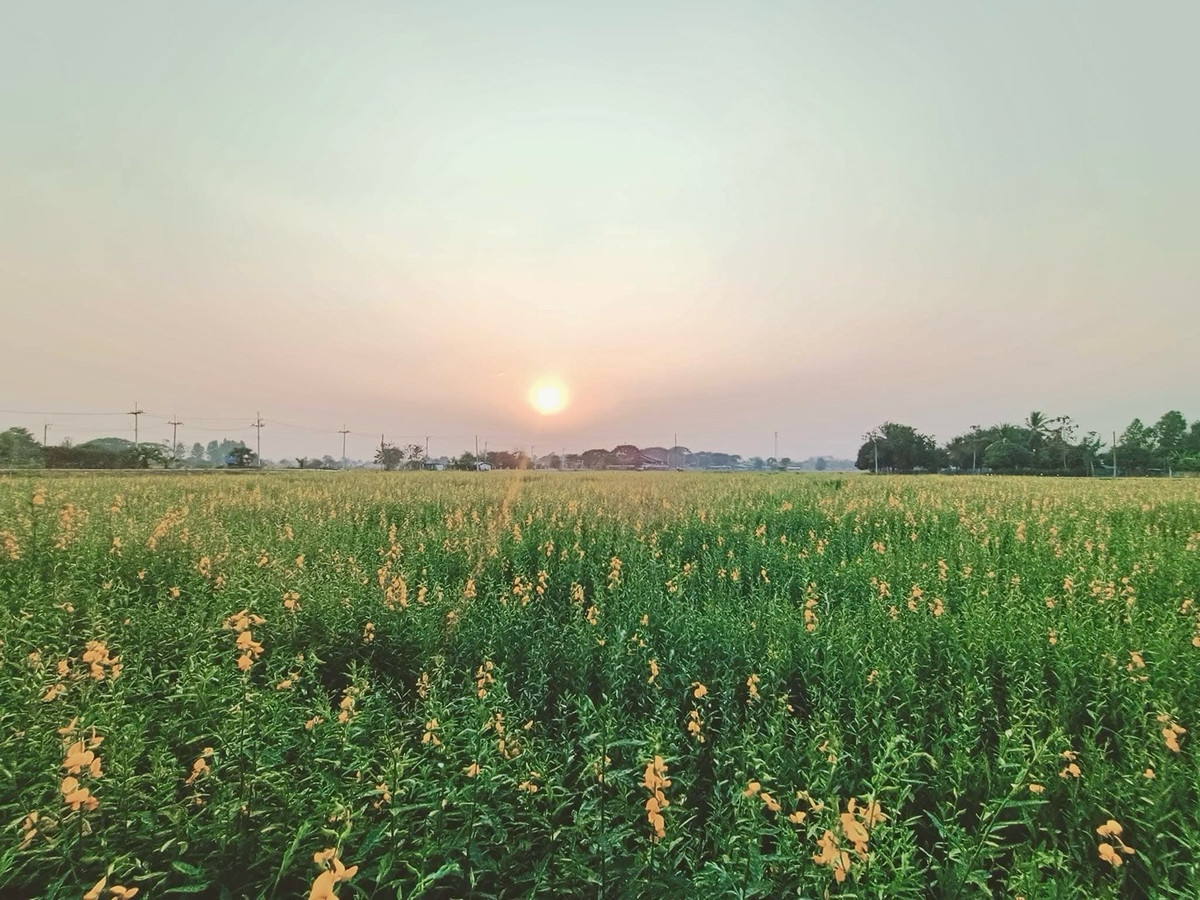 For SaleHousePhrae : Old teak houses for sale, large and small. Complete with train carriages On land in a prime location, Phrae Province, over 8 rai, next to the road along the irrigation canal, mountain view, cool and shady atmosphere mixed with the scent of nature in every