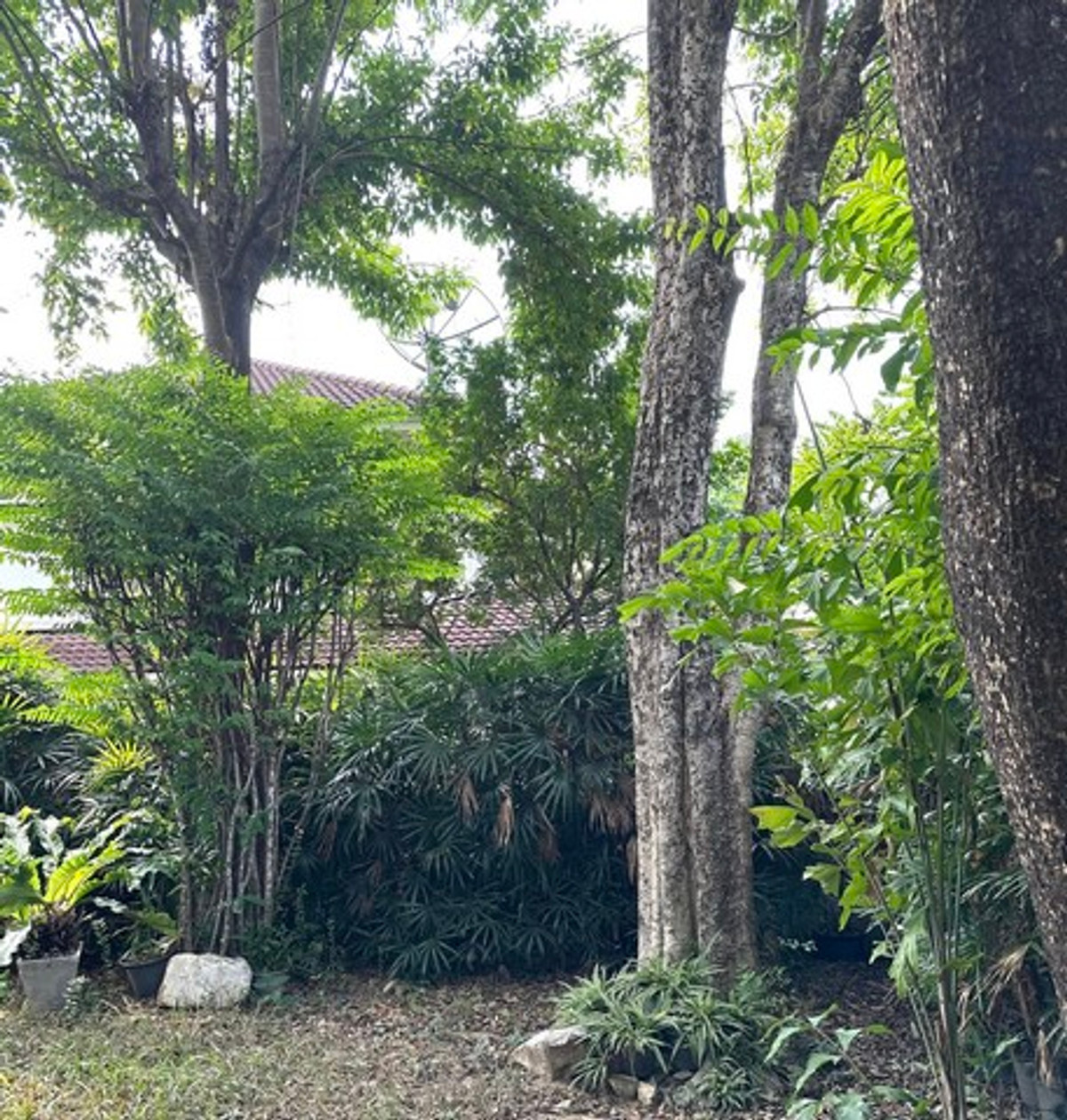 ให้เช่าบ้านมีนบุรี-ร่มเกล้า : HR3179ให้เช่าบ้านเดี่ยวสไตล์ Tropical — สัมมากร รามคำแหง 112บรรยากาศสงบ โปร่งโล่ง รายล้อมด้วยพื้นที่สีเขียว เหมาะสำหรับครอบครัวและการพักผ่อนระยะยาว