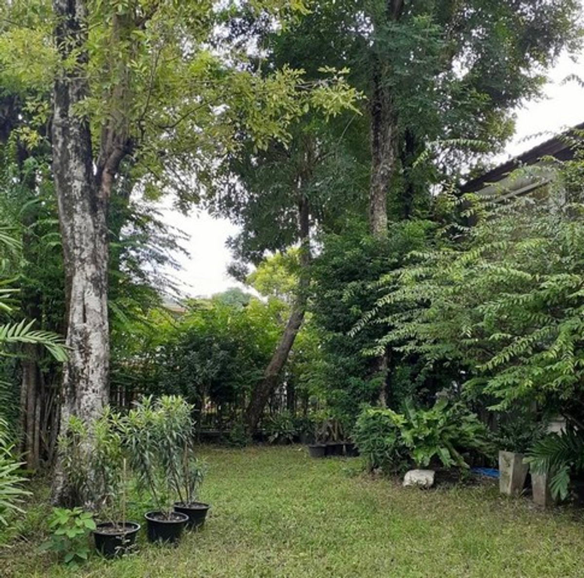 ให้เช่าบ้านมีนบุรี-ร่มเกล้า : HR3179ให้เช่าบ้านเดี่ยวสไตล์ Tropical — สัมมากร รามคำแหง 112บรรยากาศสงบ โปร่งโล่ง รายล้อมด้วยพื้นที่สีเขียว เหมาะสำหรับครอบครัวและการพักผ่อนระยะยาว