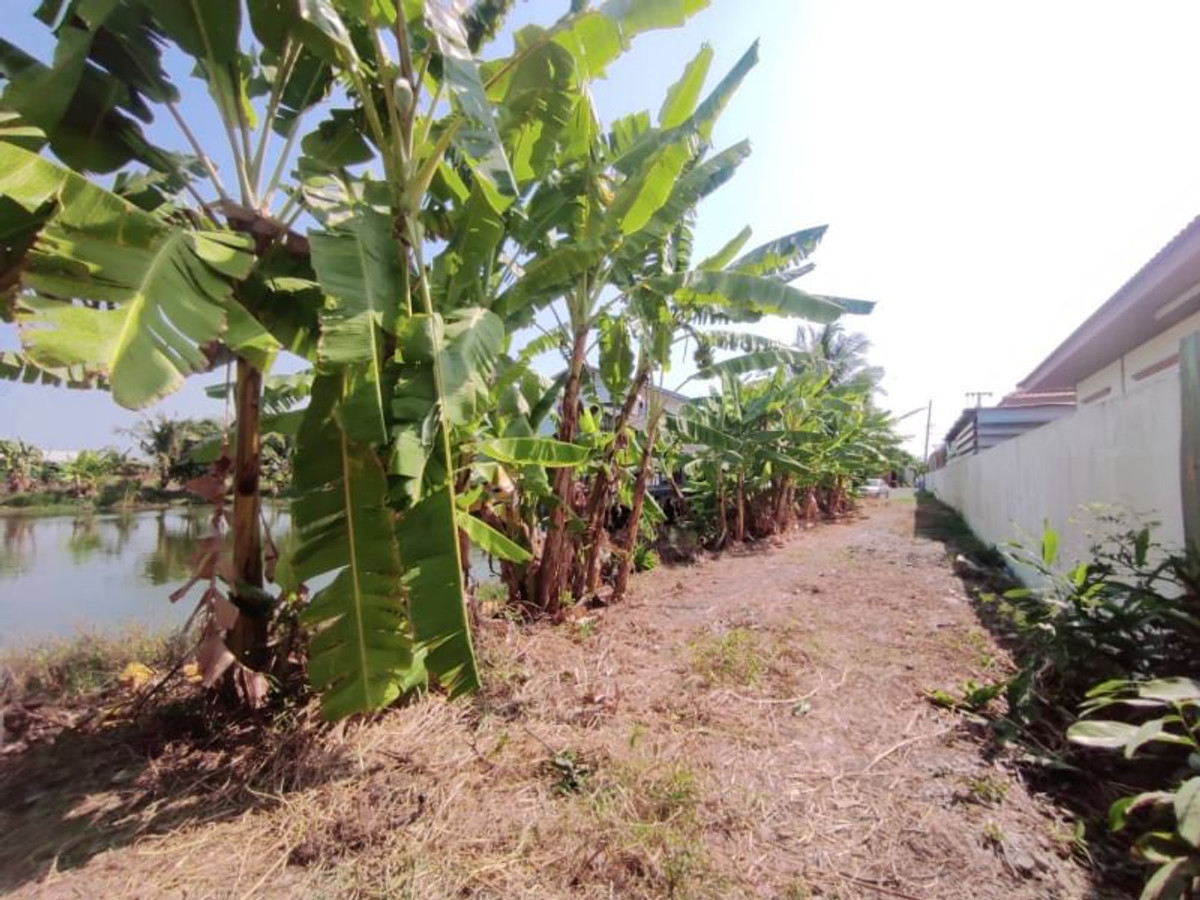 For RentLandLadkrabang, Suwannaphum Airport : Land for rent (wetland), 1 rai, 2 ngan, 64 sq m, Thap Yao Road, Thap Yao Subdistrict, Lat Krabang District, Bangkok.