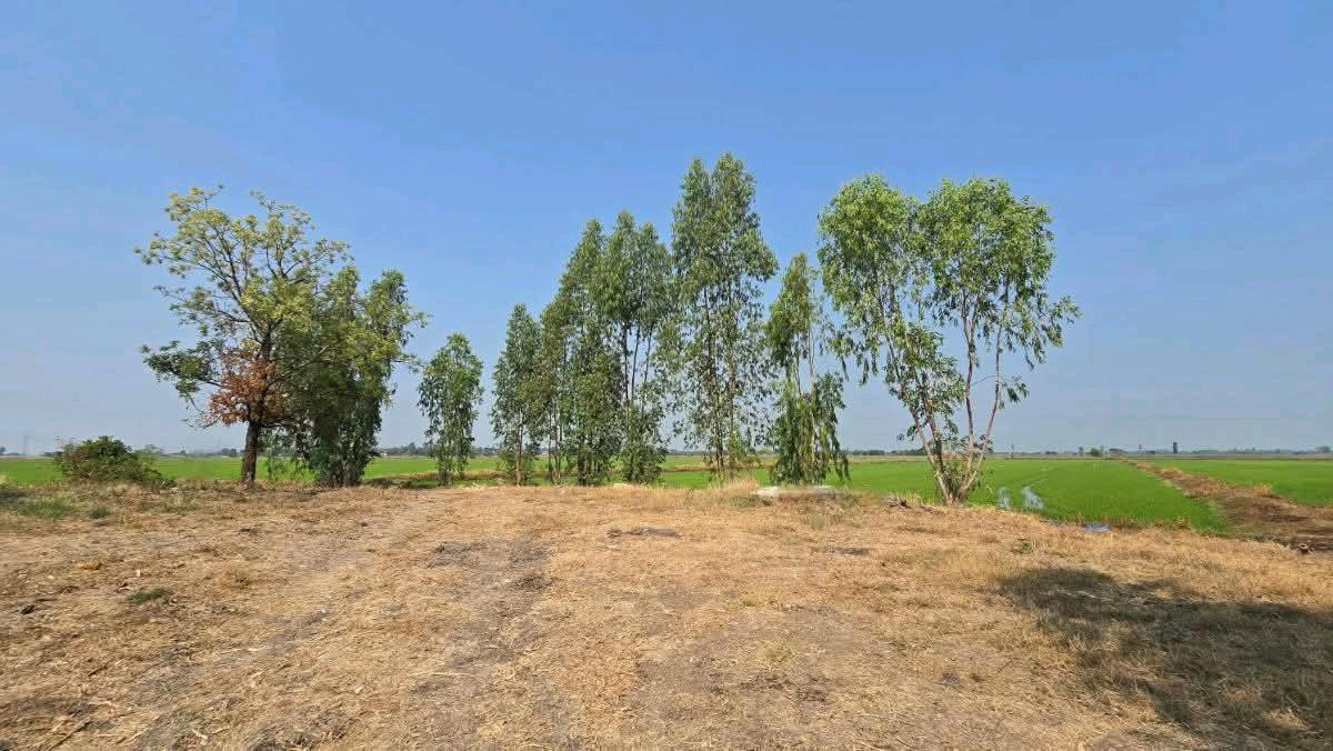 ขายที่ดินลพบุรี : ขายที่ดินเปล่า 19-1-35ไร่ ต.บางลี่ อ.ท่าวุ้ง จ.ลพบุรี