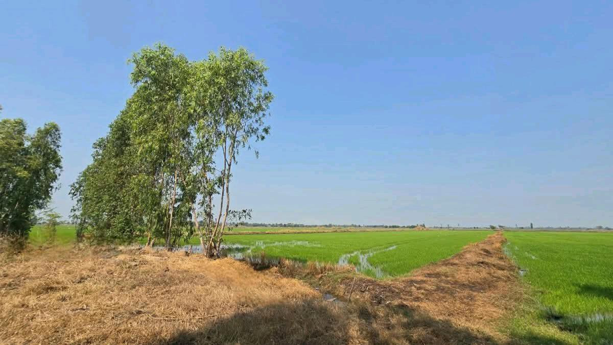 ขายที่ดินลพบุรี : ขายที่ดินเปล่า 19-1-35ไร่ ต.บางลี่ อ.ท่าวุ้ง จ.ลพบุรี