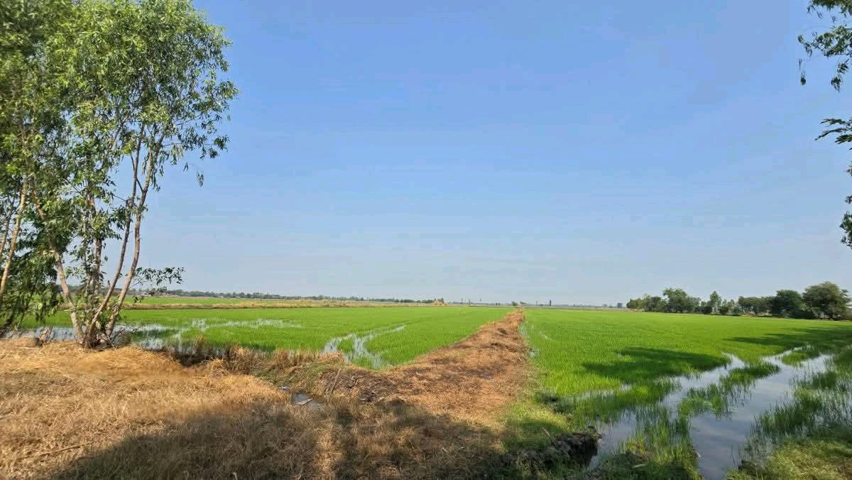 ขายที่ดินลพบุรี : ขายที่ดินเปล่า 19-1-35ไร่ ต.บางลี่ อ.ท่าวุ้ง จ.ลพบุรี