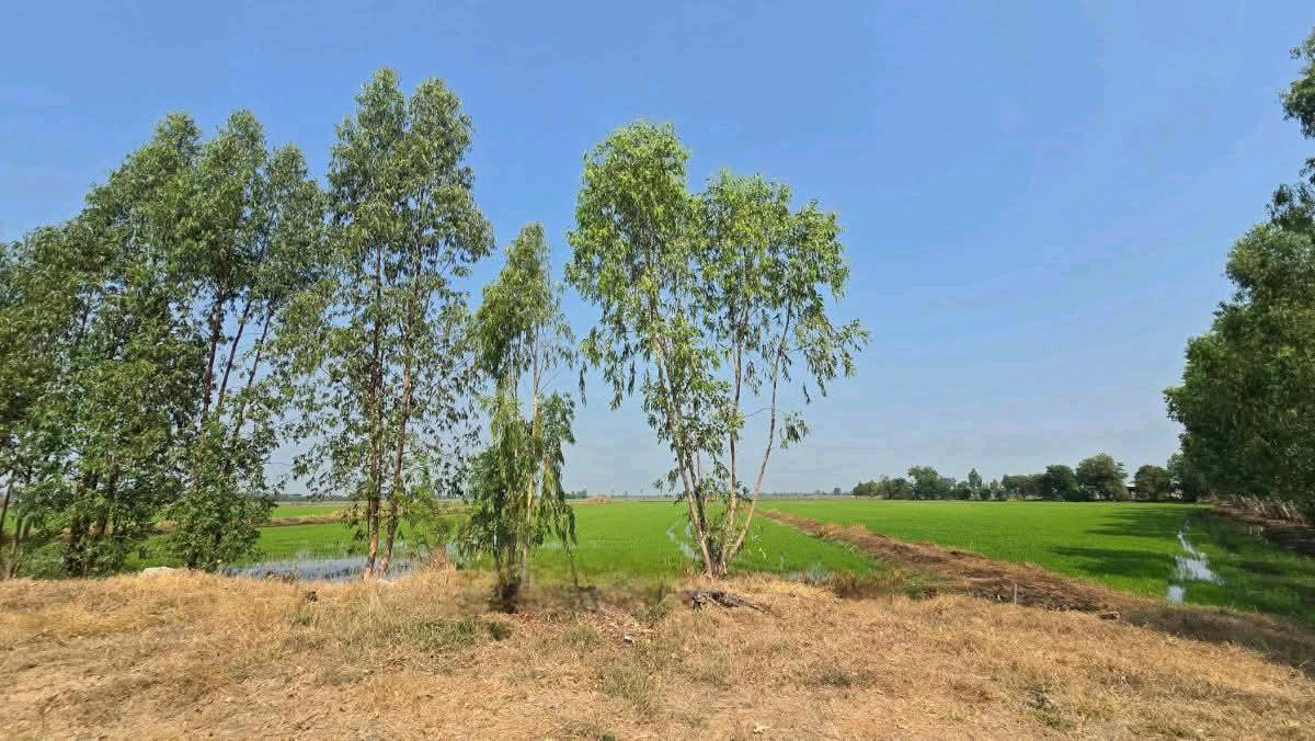 ขายที่ดินลพบุรี : ขายที่ดินเปล่า 19-1-35ไร่ ต.บางลี่ อ.ท่าวุ้ง จ.ลพบุรี