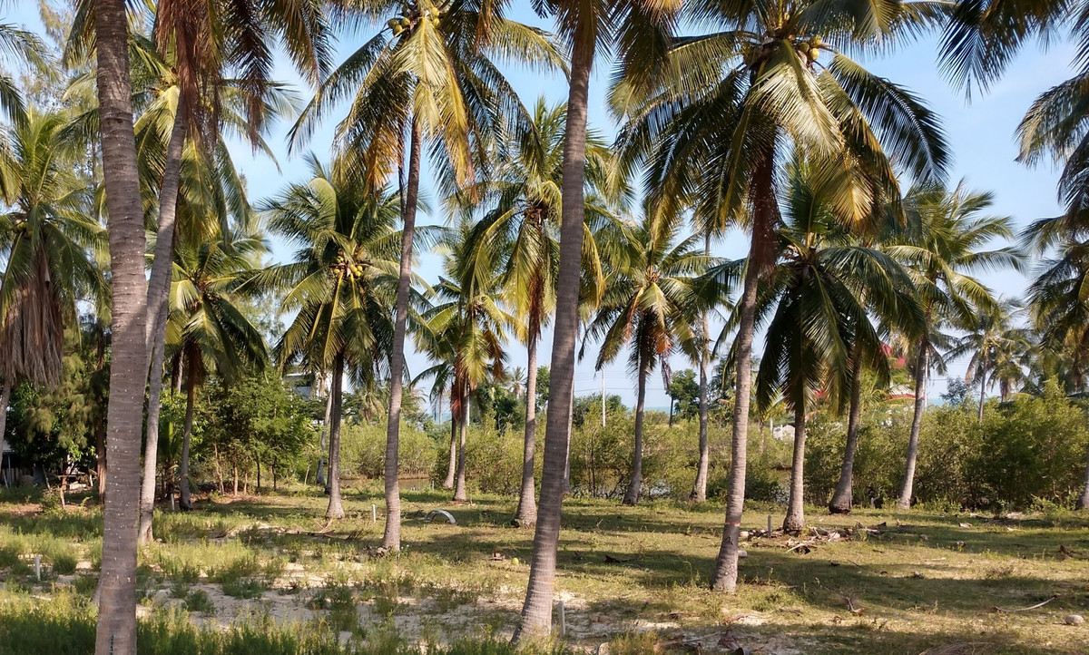 ขายที่ดินหัวหิน ประจวบคีรีขันธ์ : ที่ดินชายทะเล สำหรับบ้านพักตากอากาศ บ่อนอก-กุยบุรี ประจวบคีรีขันธ์