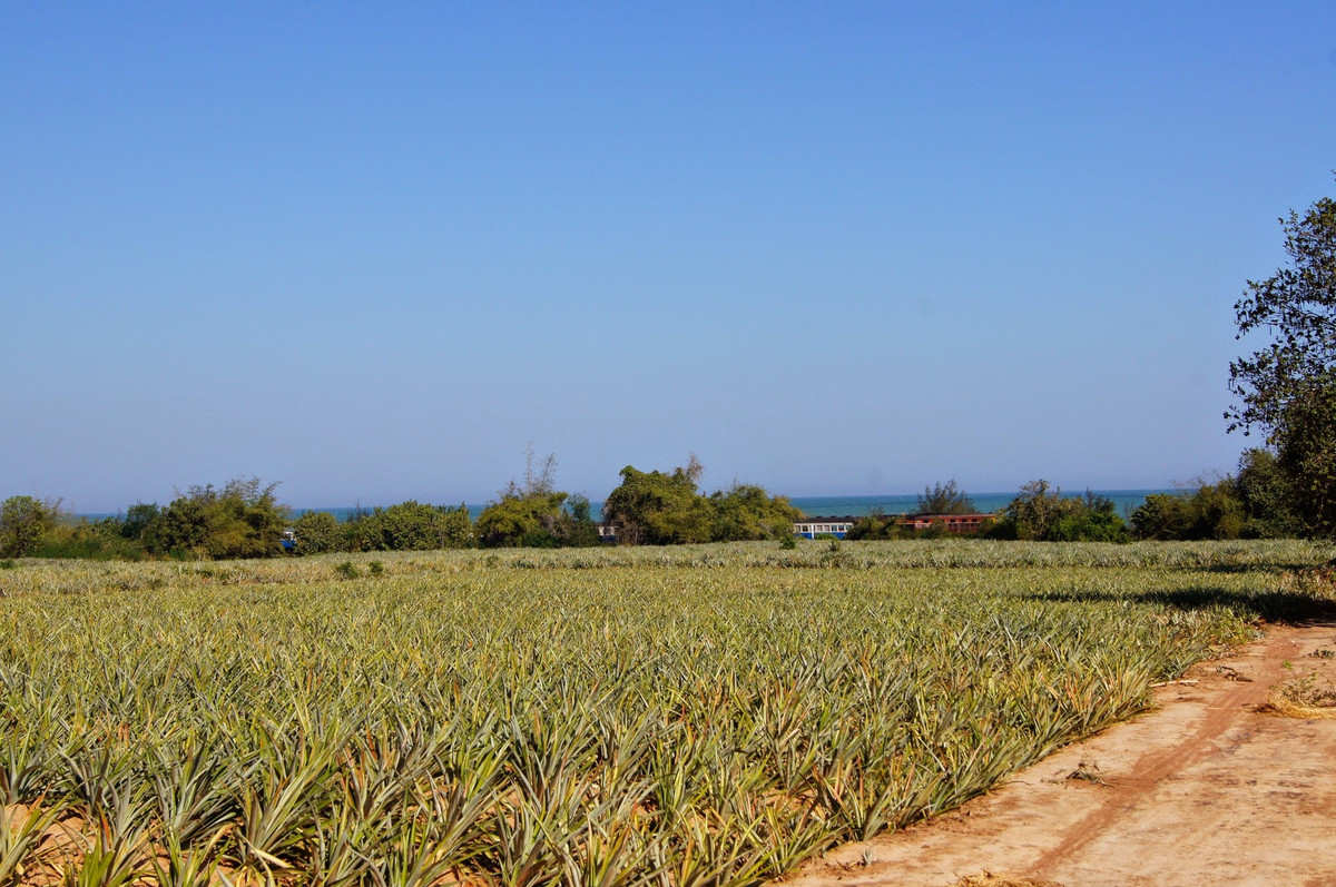 ขายที่ดินหัวหิน ประจวบคีรีขันธ์ : ที่ดินชายทะเล หัวหิน – ประจวบคีรีขันธ์ แปลงใหญ่  สำหรับโครงการที่อยู่อาศัย