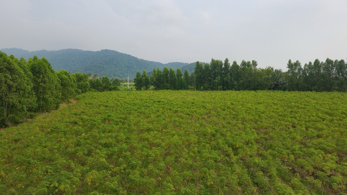 ขายที่ดินพัทยา บางแสน ชลบุรี สัตหีบ : 位于泰国春武里府班邦区（Ban Bueng），EEC 经济特区内，占地面积 30 莱（约 48,000 平方米），适合建设工厂、仓库及工业项目。区位优势明显，交通便利，具备长期投资与产业发展潜力。