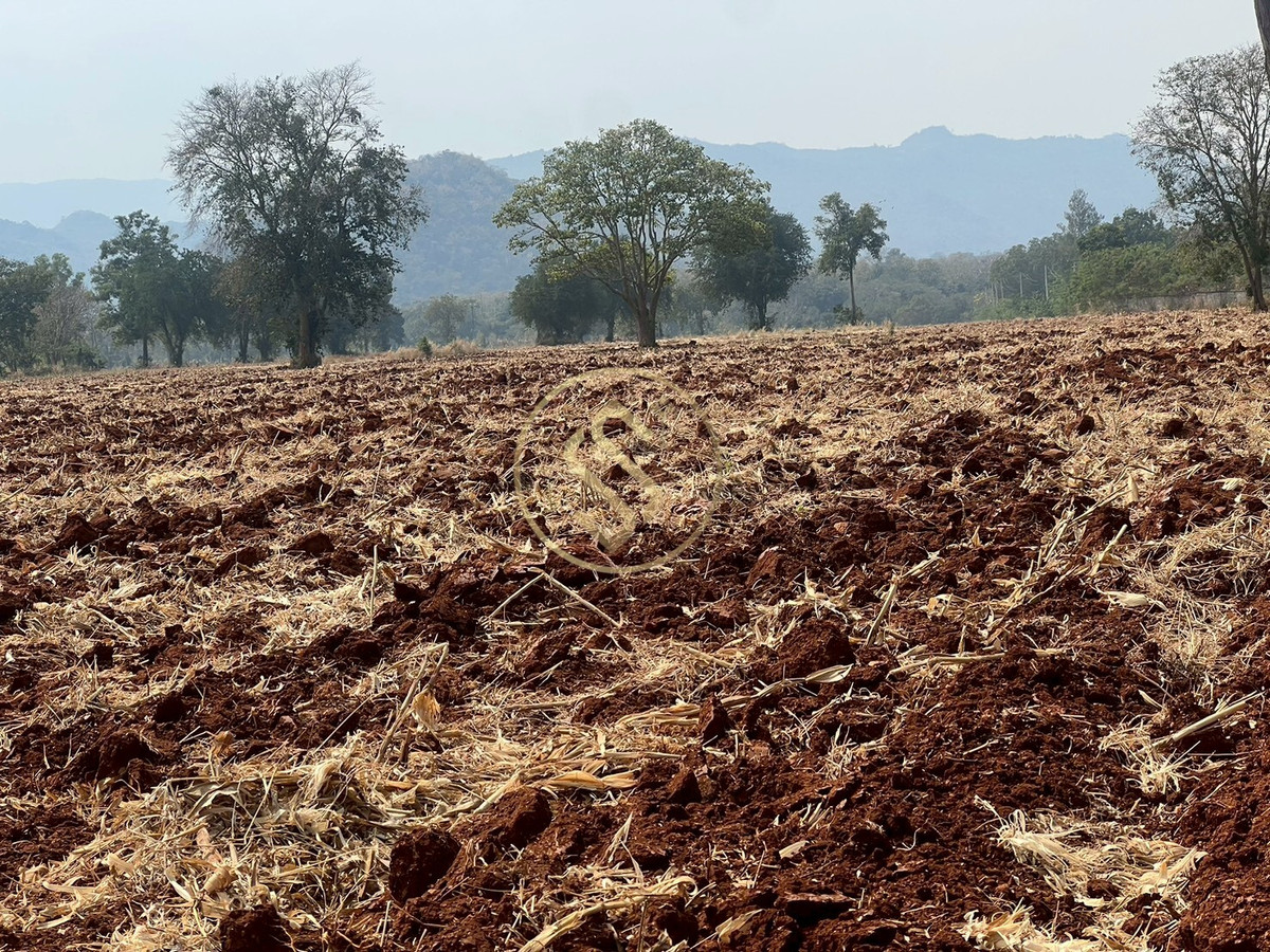 ขายที่ดินปากช่อง เขาใหญ่ : ขายที่ดินเปล่า เขาใหญ่ ถ.ธนะรัชต์ อยู่ติดกับโครงการบ้านหรู มิราเคิล วี เขาใหญ่ 88 ไร่เศษ 