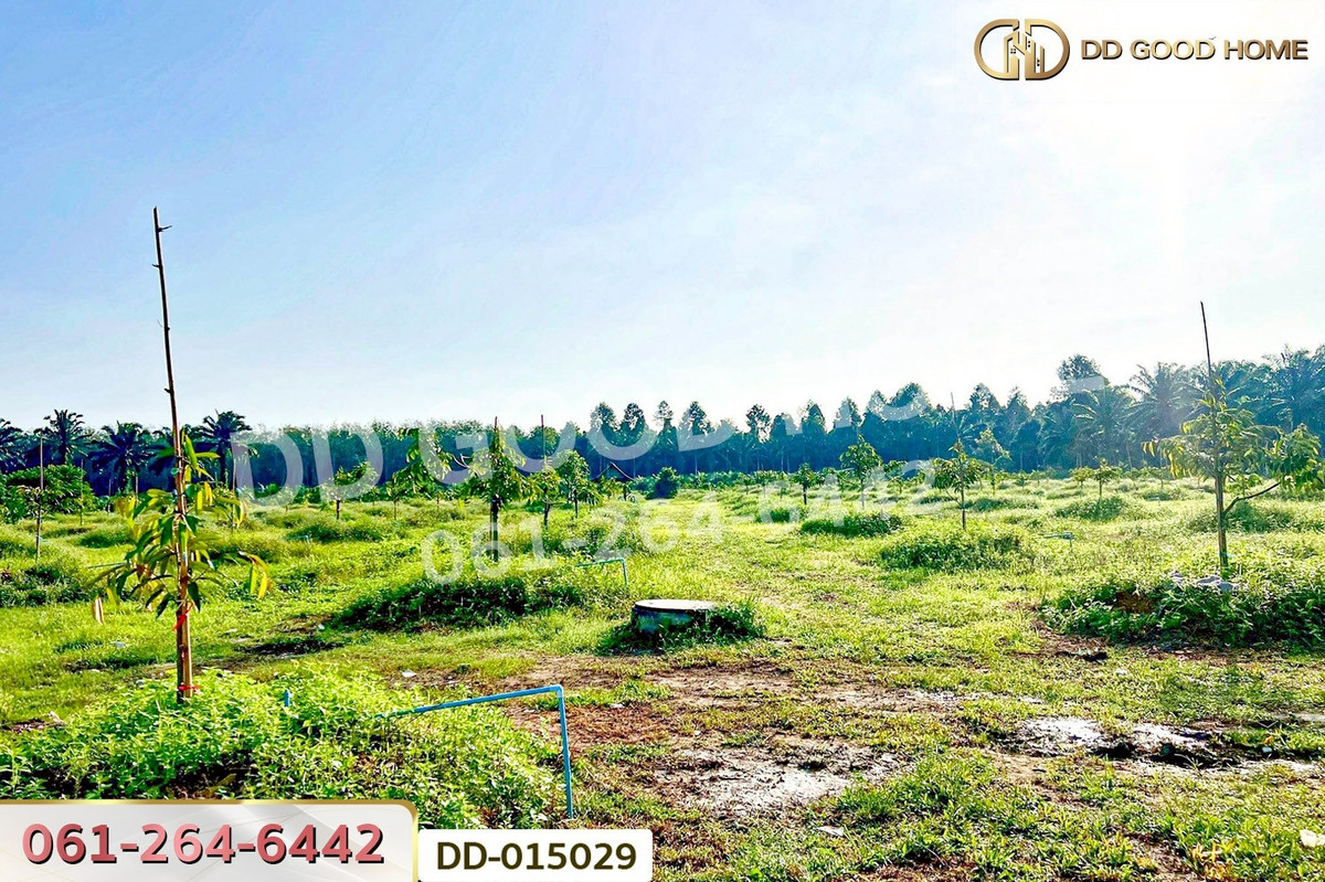 ขายที่ดินนครศรีธรรมราช : DD-015029 ที่ดินสิชล 9 ไร่ 356 ตร.ว.นครศรีธรรมราช ใกล้หาดท่าหมาก