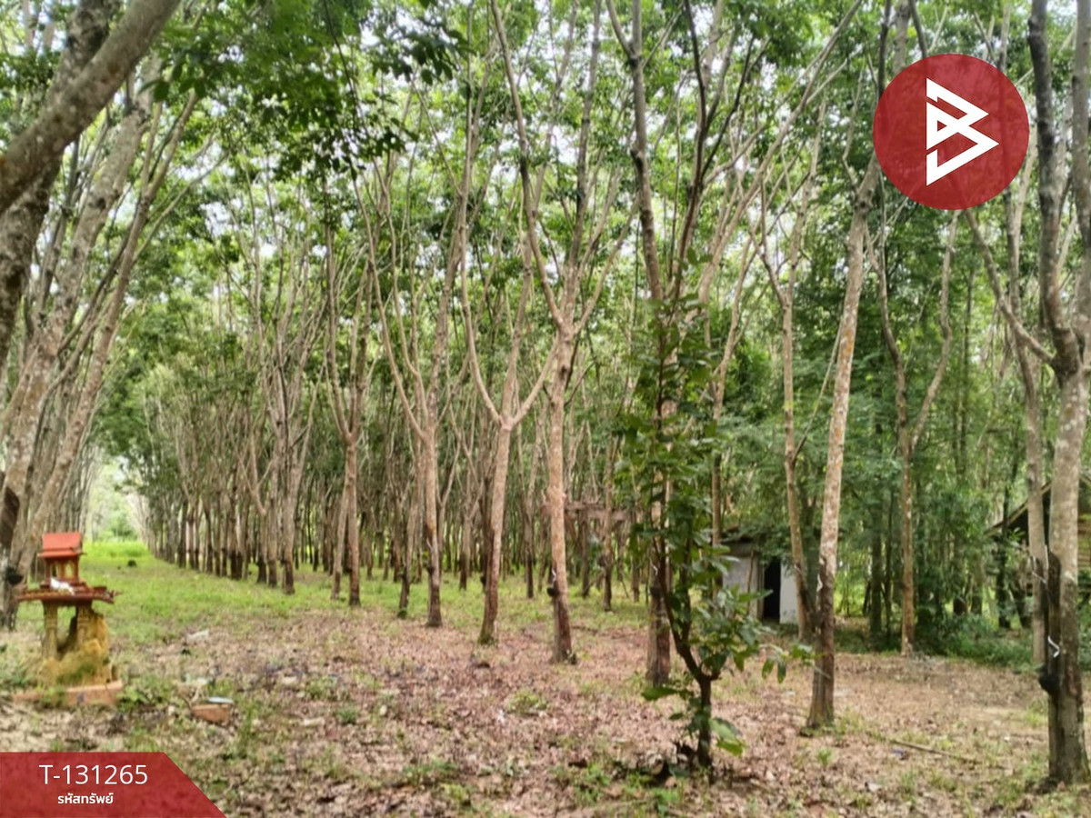 ขายที่ดินอุบลราชธานี : ขายที่ดิน เนื้อที่ 31 ไร่ 1 งาน 15 ตร.วา โขงเจียม อุบลราชธานี