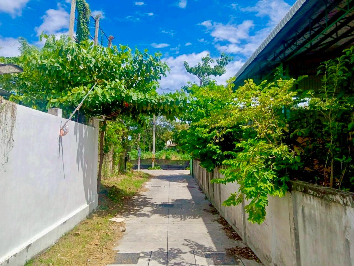 ขายที่ดินพัทยา บางแสน ชลบุรี สัตหีบ : ผืนใหญ่ เกือบ 1 ไร่ หลังวัดกระทิงลาย เงียบสงบ 🔥 ที่ดิน 379 ตร.วา กระทิงลาย / (ขาย), Land 379 sq.wah Krating Lai / (FOR SALE) BEWN039