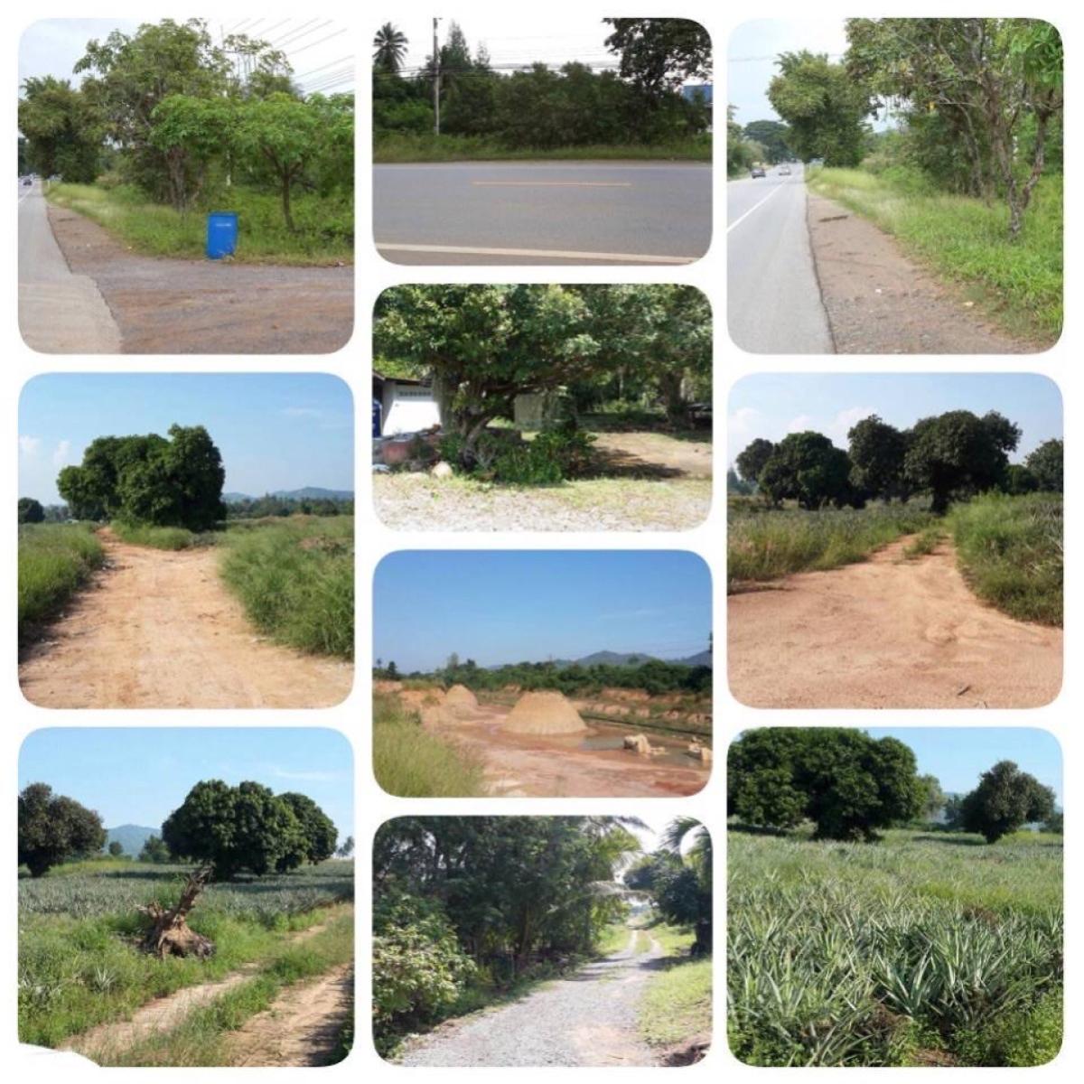 ขายที่ดินหัวหิน ประจวบคีรีขันธ์ : ขายที่ดินติดถนนมอเตอร์เวย์ เพชรเกษมทางไปหัวหิน (ถนนหลักหมายเลข4) วังก์พง ปราณบุรี ประจวบคีรีขันธ์ CX-143570