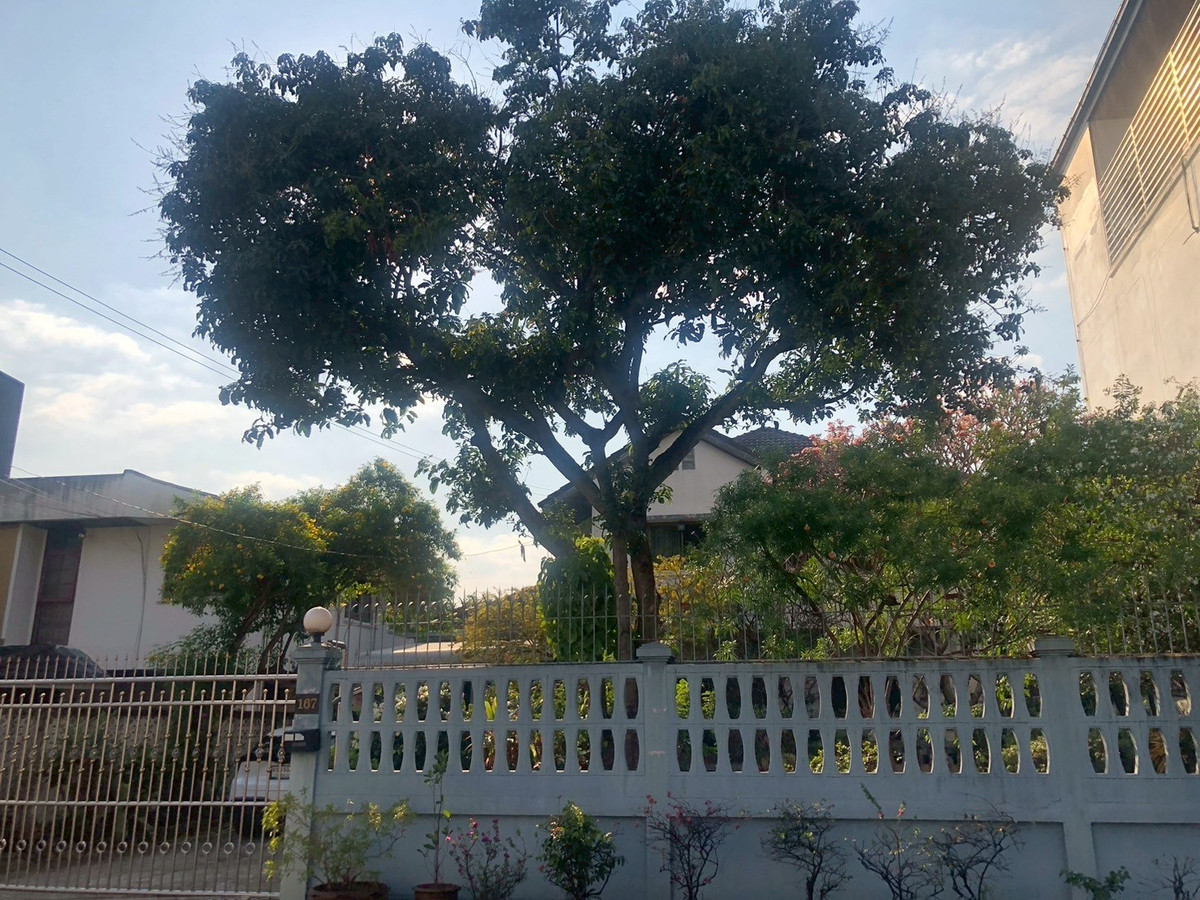 For SaleHouseBang Sue, Wong Sawang, Tao Pun : 95775 - Rare detached house for sale, Prachachuen, Bang Khen Fang Tai, Bang Sue, Bangkok, area 109 sq m. Renovated a little, looks luxurious and comfortable.