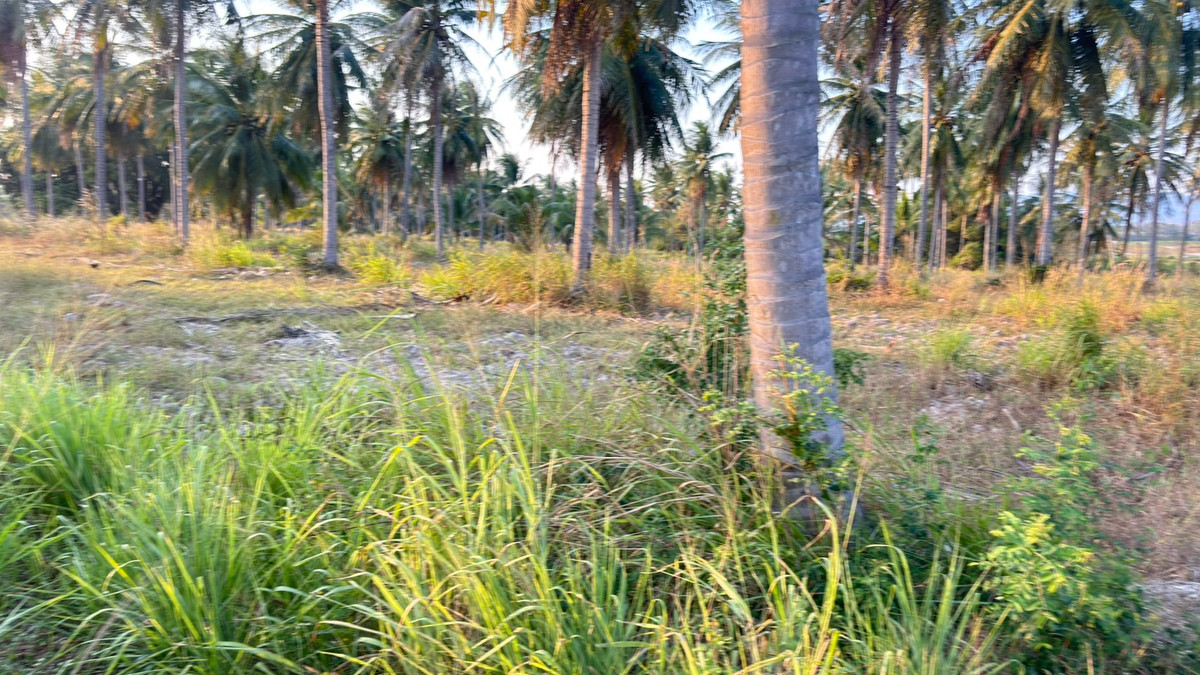 ให้เช่าที่ดินพัทยา บางแสน ชลบุรี สัตหีบ : ที่ดิน 25 ไร่ เขาเขียว บางพระ ชลบุรี / (เช่า), Land 25 rai Khao Khiao Bang Phra Chonburi / (FOR RENT) YEAN092