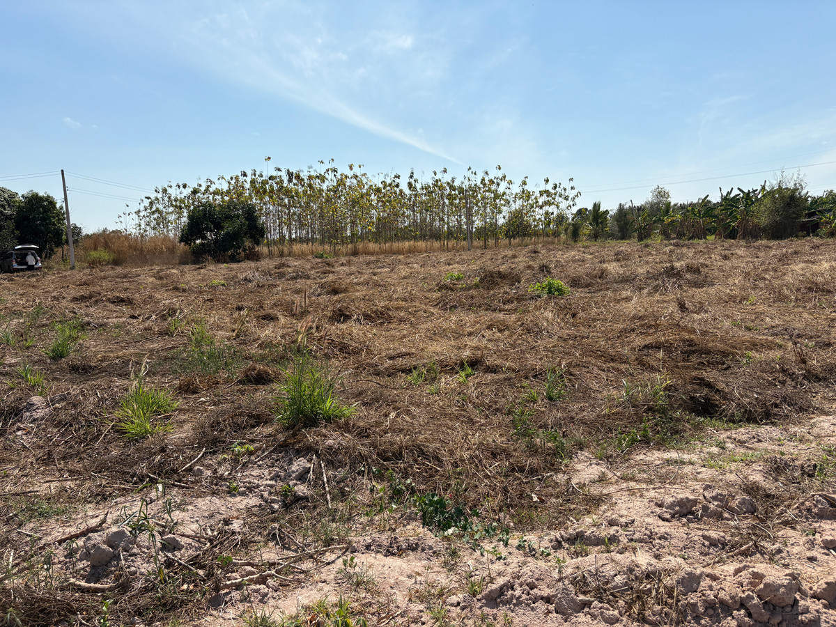 ขายที่ดินพัทยา บางแสน ชลบุรี สัตหีบ : ที่ดิน 2 ไร่ บ้านเม็ก พนัสนิคม ถูกกว่านี้หาไม่ได้แล้ว