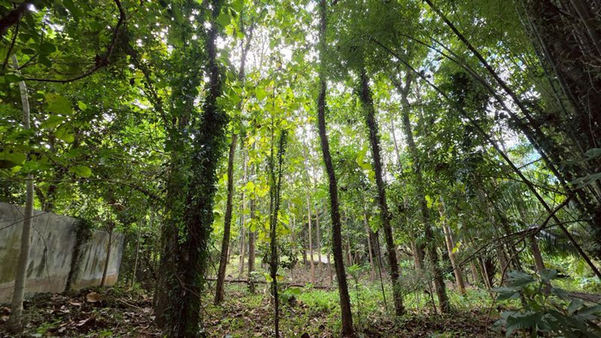 ขายกิจการโรงแรม & กิจการอพาร์ตเมนต์เชียงใหม่ : #ขายที่ดินแม่ริม​ ใกล้ทางขึ้นโป่งแยง ใกล้สวนสัตว์แมลงสยาม เนื้อที่​ 3-2-41 ไร่​ ยกแปลง​ 8.5 ล้าน​