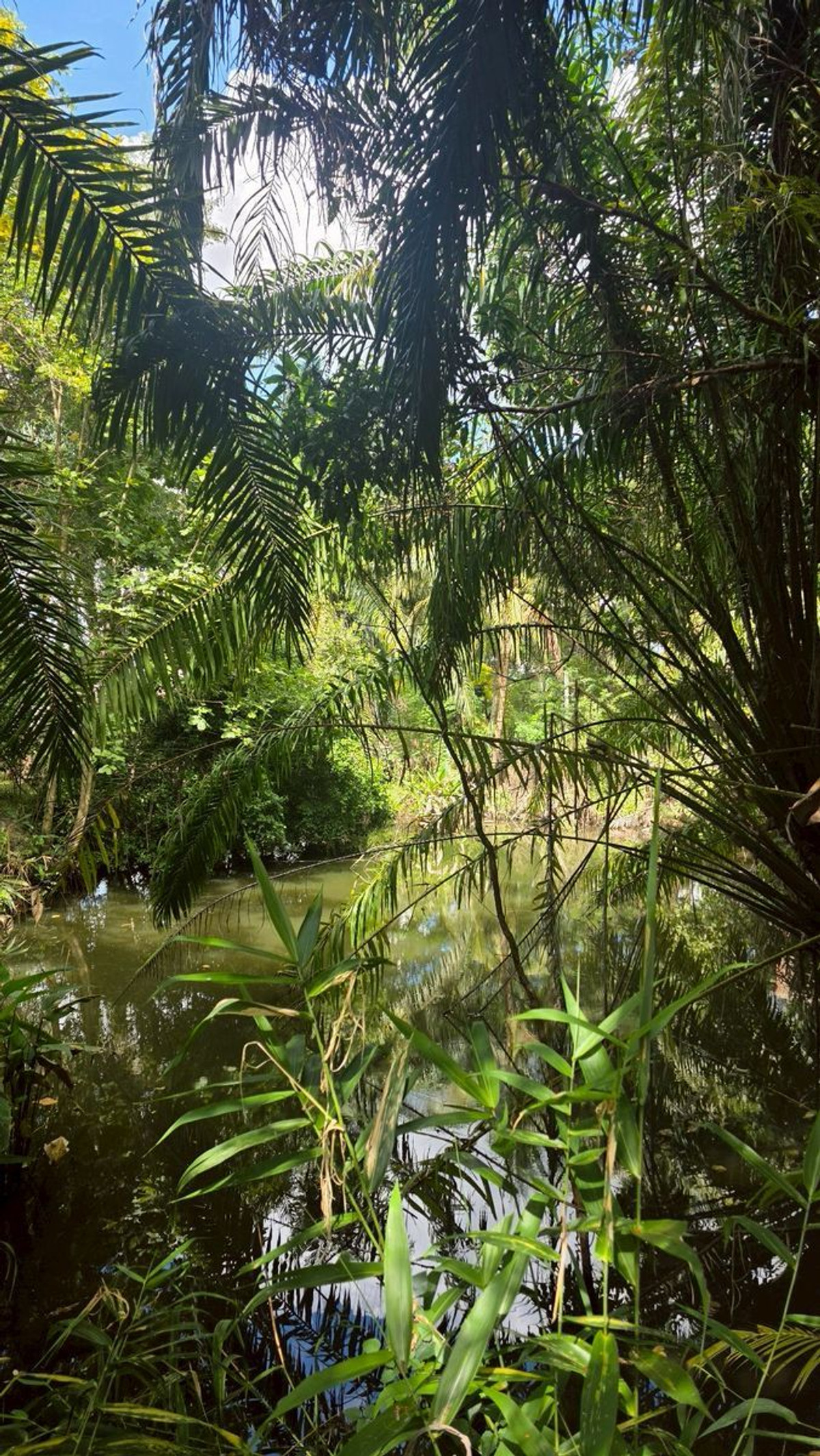 ขายกิจการโรงแรม & กิจการอพาร์ตเมนต์เชียงใหม่ : #ขายที่ดินแม่ริม​ ใกล้ทางขึ้นโป่งแยง ใกล้สวนสัตว์แมลงสยาม เนื้อที่​ 3-2-41 ไร่​ ยกแปลง​ 8.5 ล้าน​