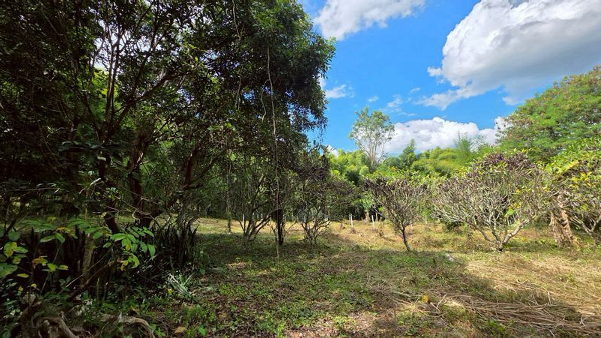 ขายกิจการโรงแรม & กิจการอพาร์ตเมนต์เชียงใหม่ : #ขายที่ดินแม่ริม​ ใกล้ทางขึ้นโป่งแยง ใกล้สวนสัตว์แมลงสยาม เนื้อที่​ 3-2-41 ไร่​ ยกแปลง​ 8.5 ล้าน​