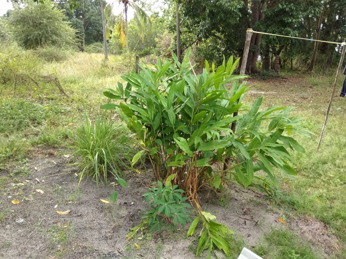 ขายที่ดินหาดใหญ่ สงขลา : ขายที่ดินติดทะเล ต. สะกอม อ. เทพา จ. สงชลา ใกล้ CoCo One Hotel 