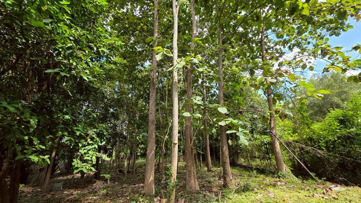 ขายกิจการโรงแรม & กิจการอพาร์ตเมนต์เชียงใหม่ : #ขายที่ดินแม่ริม​ ใกล้ทางขึ้นโป่งแยง ใกล้สวนสัตว์แมลงสยาม เนื้อที่​ 3-2-41 ไร่​ ยกแปลง​ 8.5 ล้าน​