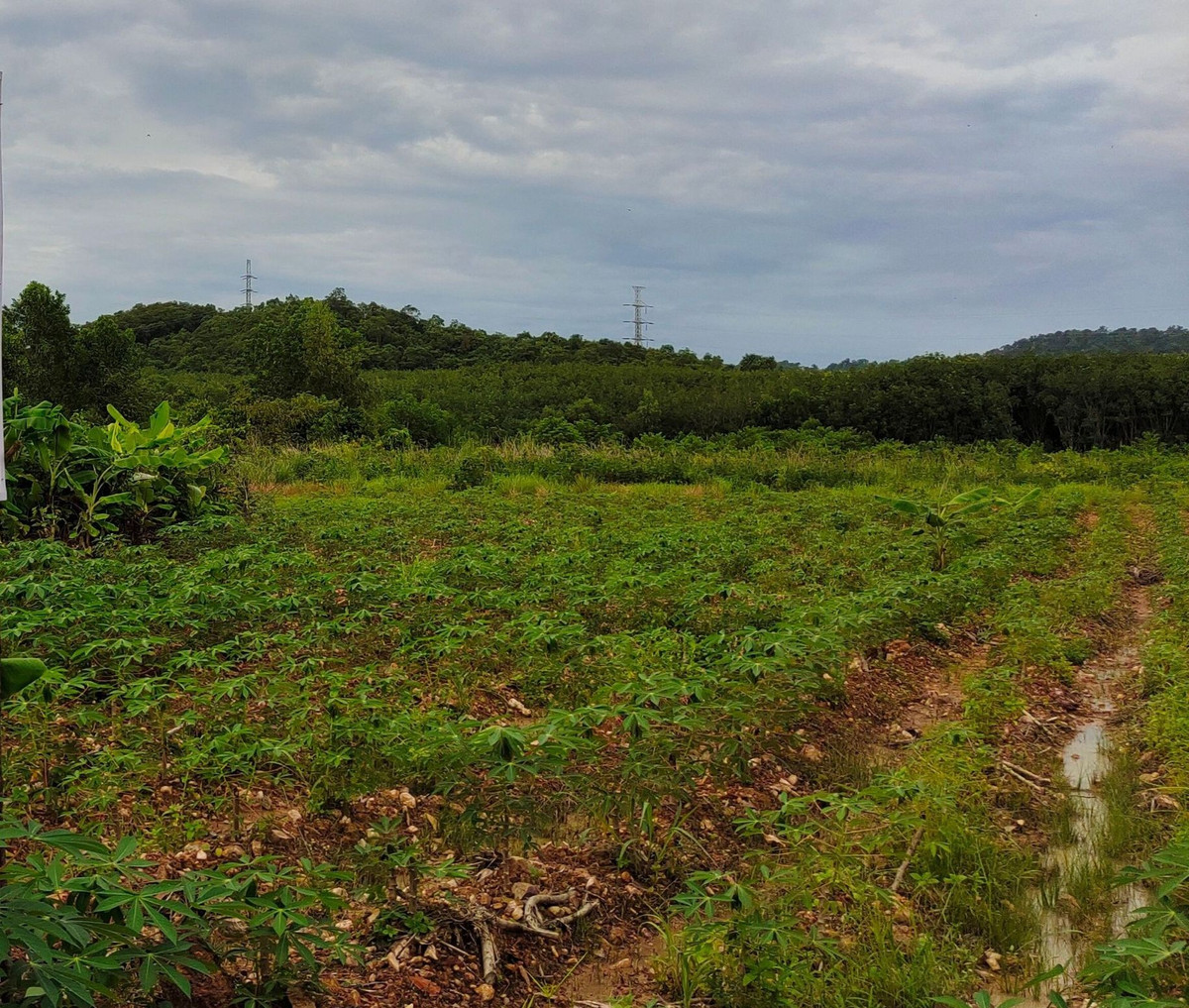 ขายที่ดินจันทบุรี : ขายที่ดินจันทบุรี แปลงใหญ่ 171.5 ไร่ หลังที่ว่าการอำเภอนายายอาม ราคาถูก ทำเลทอง ที่ดินสวนผลไม้แห่งเมืองจันทน์  #ที่ดินติดด้านหลังองค์การบริหารส่วนตำบลนายายอาม