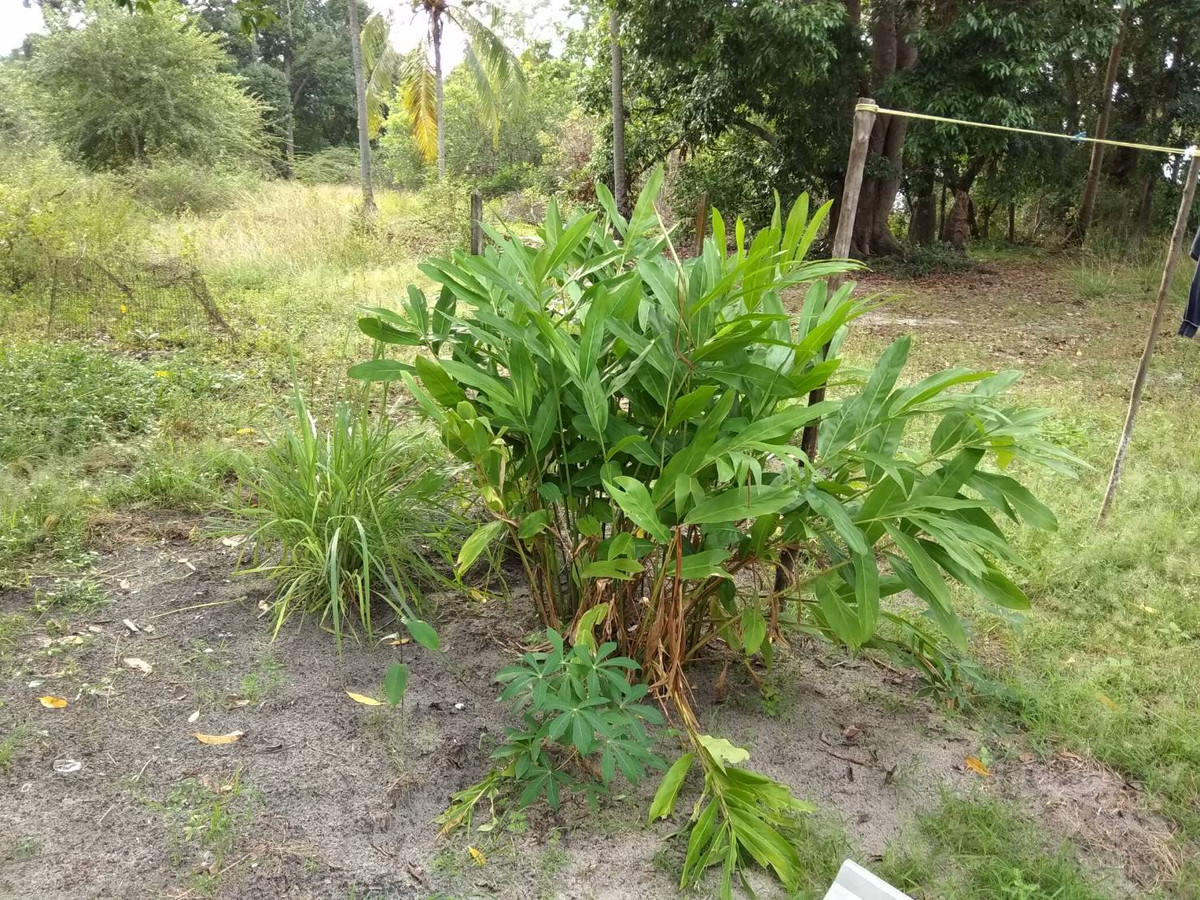 ขายที่ดินหาดใหญ่ สงขลา : ขายที่ดินติดทะเล ต. สะกอม อ. เทพา จ. สงชลา ใกล้ CoCo One Hotel 