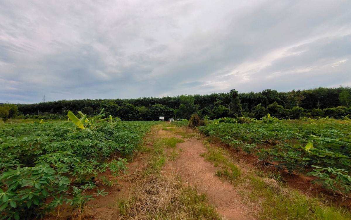 ขายที่ดินจันทบุรี : ขายที่ดินจันทบุรี แปลงใหญ่ 171.5 ไร่ หลังที่ว่าการอำเภอนายายอาม ราคาถูก ทำเลทอง ที่ดินสวนผลไม้แห่งเมืองจันทน์  #ที่ดินติดด้านหลังองค์การบริหารส่วนตำบลนายายอาม