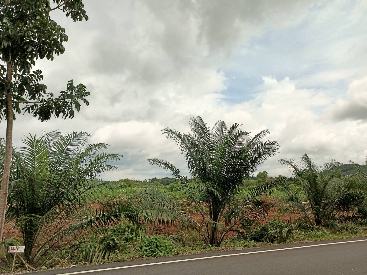 ขายที่ดินจันทบุรี : ขายที่ดินจันทบุรี แปลงใหญ่ 171.5 ไร่ หลังที่ว่าการอำเภอนายายอาม ราคาถูก ทำเลทอง ที่ดินสวนผลไม้แห่งเมืองจันทน์  #ที่ดินติดด้านหลังองค์การบริหารส่วนตำบลนายายอาม