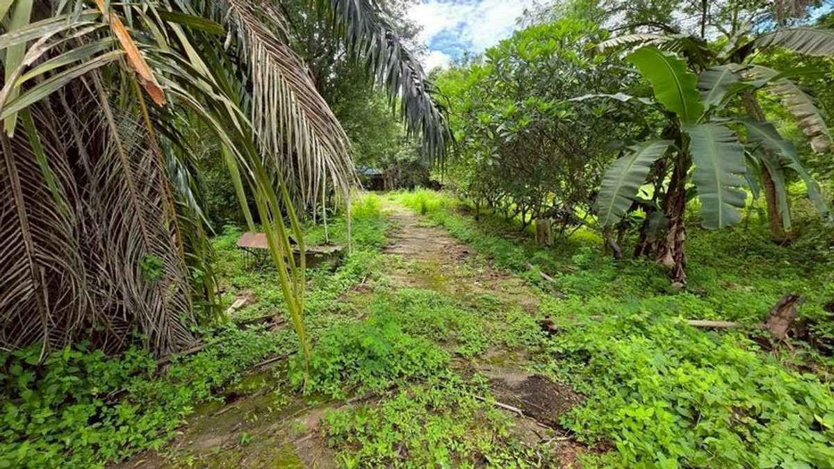 ขายกิจการโรงแรม & กิจการอพาร์ตเมนต์เชียงใหม่ : #ขายที่ดินแม่ริม​ ใกล้ทางขึ้นโป่งแยง ใกล้สวนสัตว์แมลงสยาม เนื้อที่​ 3-2-41 ไร่​ ยกแปลง​ 8.5 ล้าน​