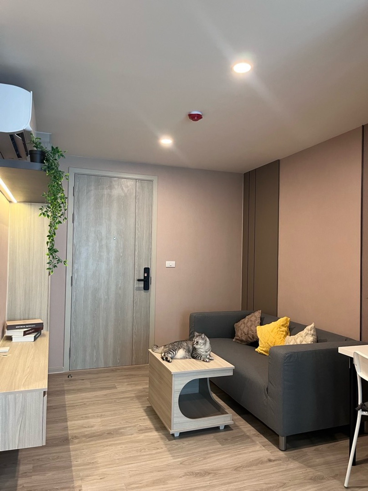 ให้เช่าคอนโดอ่อนนุช อุดมสุข : 🐶เลี้ยงสัตว์ได้ ห้องใหม่แกะกล่องพร้อมเข้าอยู่