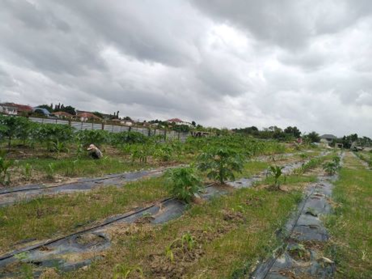 For SaleLandChaengwatana, Muangthong : Large plot of land for sale Chaengwattana - Lak Si location, land size 9 rai 17 square wah (total 3,617 square wah), width approximately 69 meters, depth approximately 250 meters.