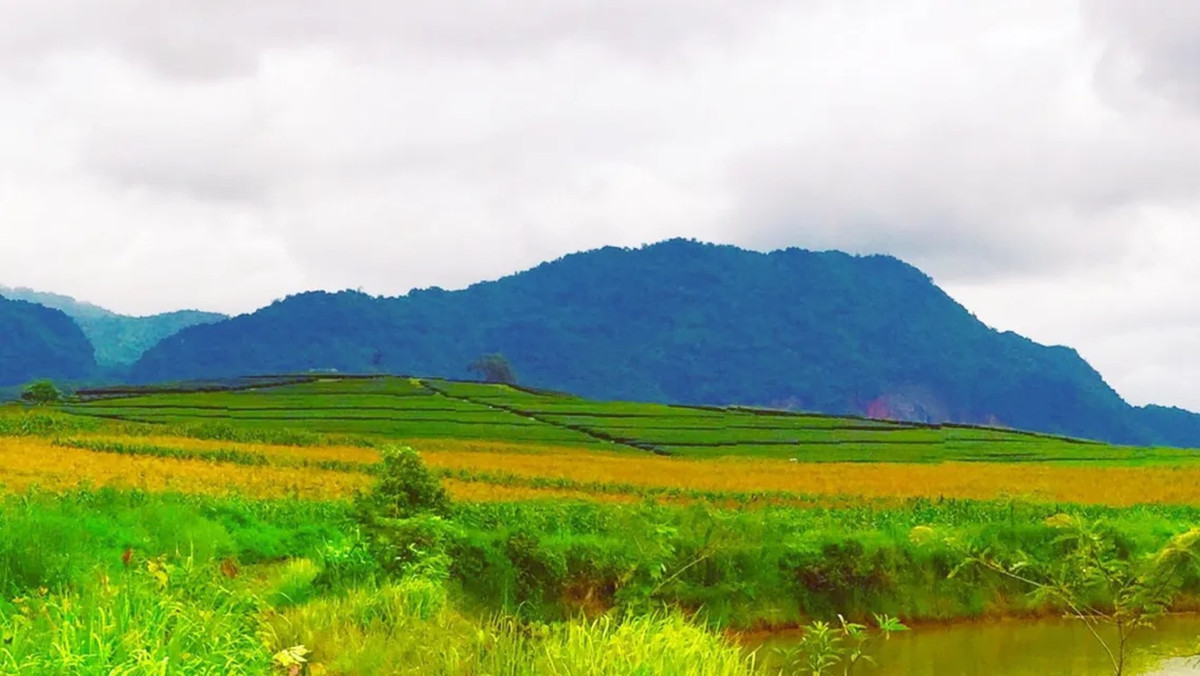 ขายที่ดินเชียงราย : ขายที่ดินสวย จังหวัดเชียงราย  สภาพแวดล้อมดี ทำเลเข้า - ออก สะดวก 