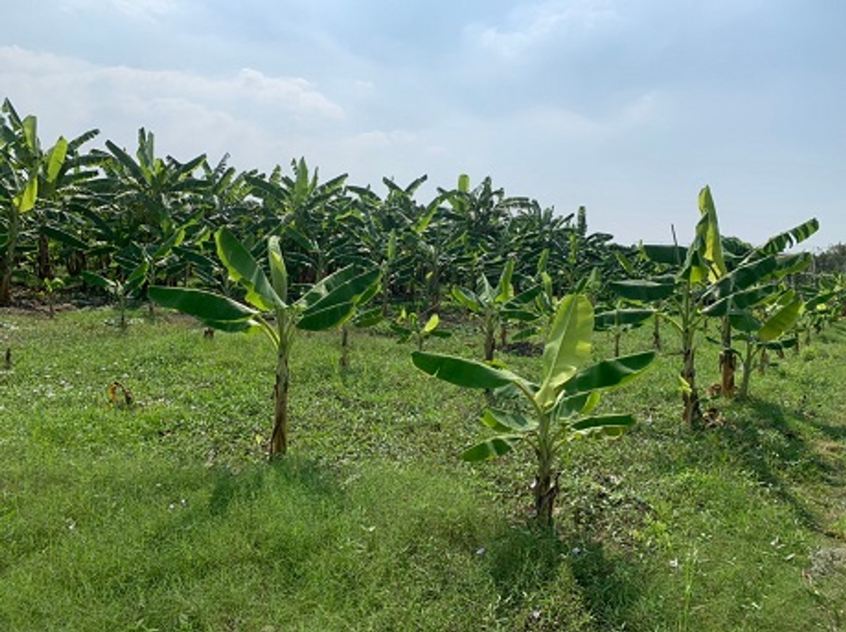 For SaleLandChaengwatana, Muangthong : Large plot of land for sale Chaengwattana - Lak Si location, land size 9 rai 17 square wah (total 3,617 square wah), width approximately 69 meters, depth approximately 250 meters.