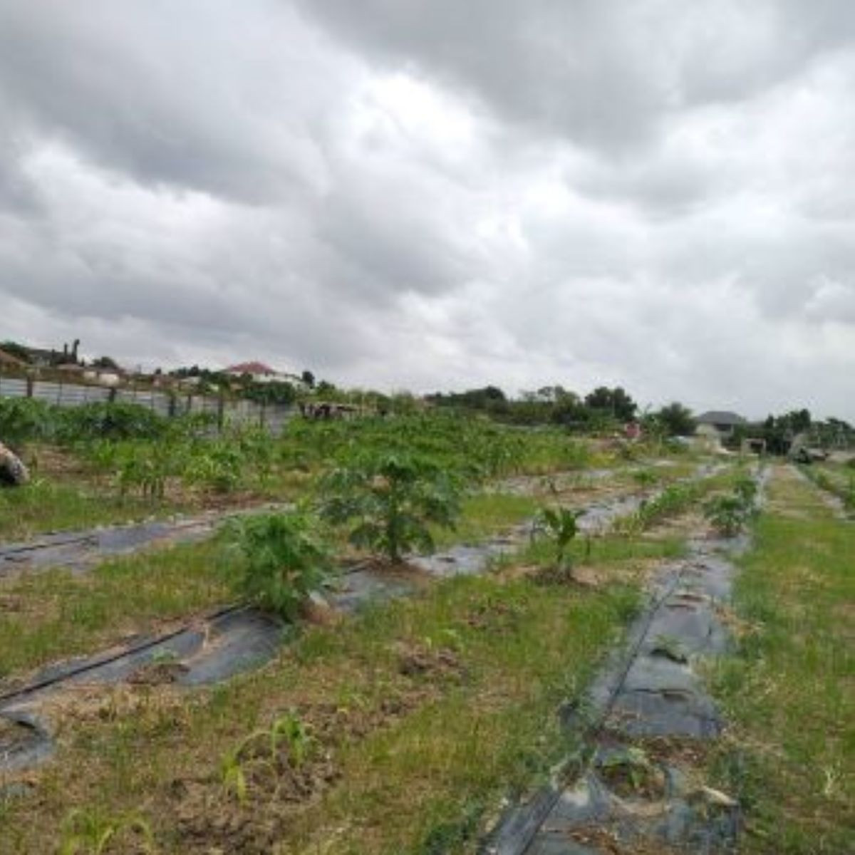 For SaleLandChaengwatana, Muangthong : Large plot of land for sale Chaengwattana - Lak Si location, land size 9 rai 17 square wah (total 3,617 square wah), width approximately 69 meters, depth approximately 250 meters.