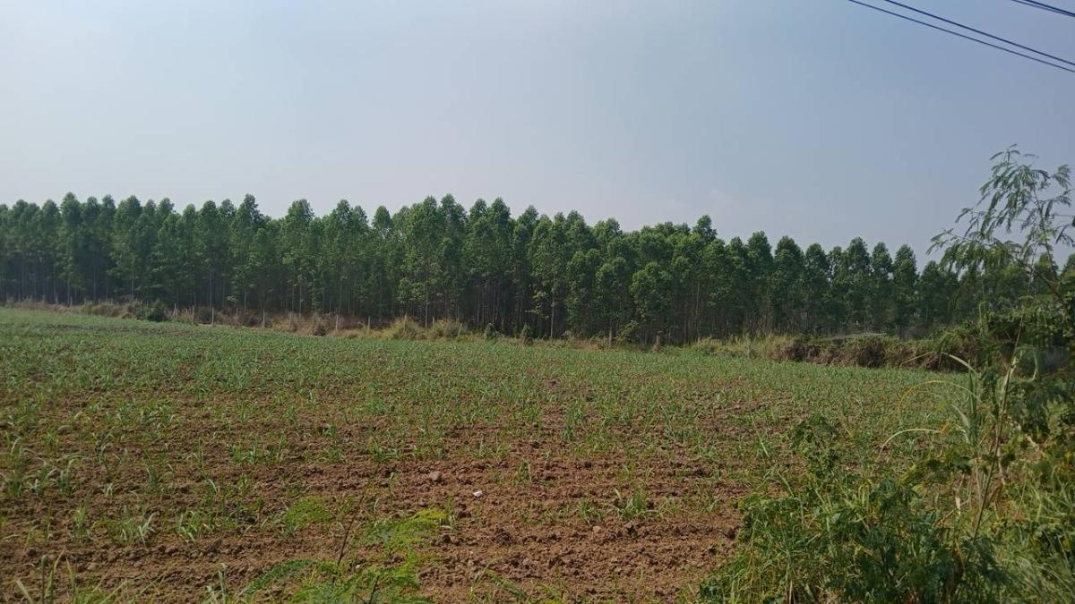 For SaleLandPattaya, Bangsaen, Chonburi : 🔥Urgent Sale🔥 Land in Phanat Nikhom District, Chonburi, 48 rai (2 million baht per rai)