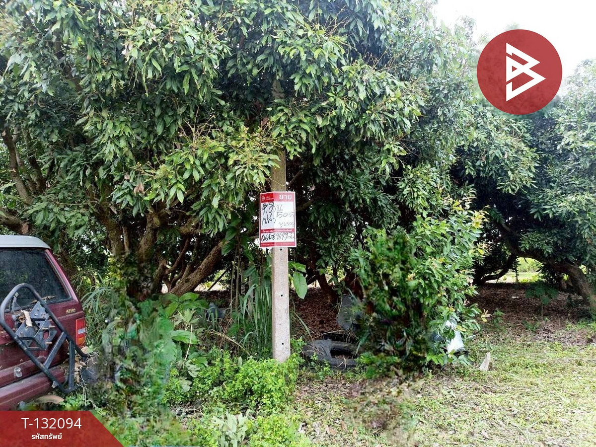ขายที่ดินเชียงราย : ขายที่ดินพร้อมต้นลำไย เนื้อที่ 50 ตารางวา อ.เวียงป่าเป้า จ.เชียงราย