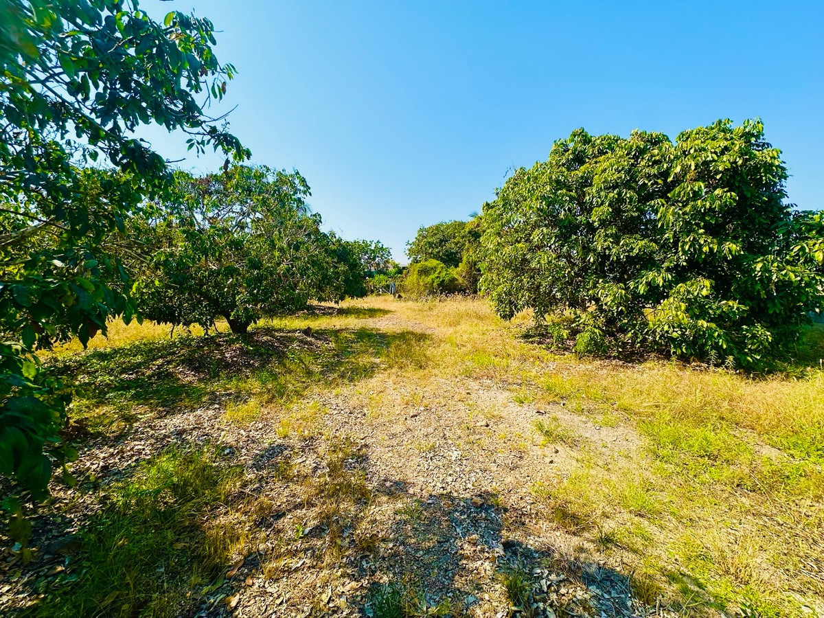 For SaleLandChiang Mai : ❗️Urgent sale❗️Land with longan garden Next to the road opposite Nam Ping, Chiang Mai - Lamphun area, good atmosphere 🪴