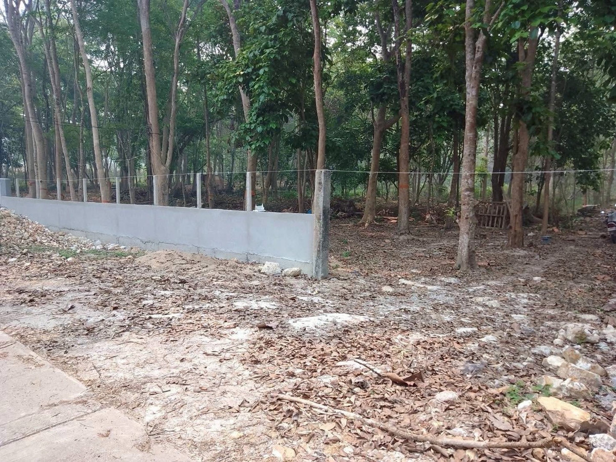 For SaleLandChiang Mai : Land for sale with golden teak tree, 32 years old.