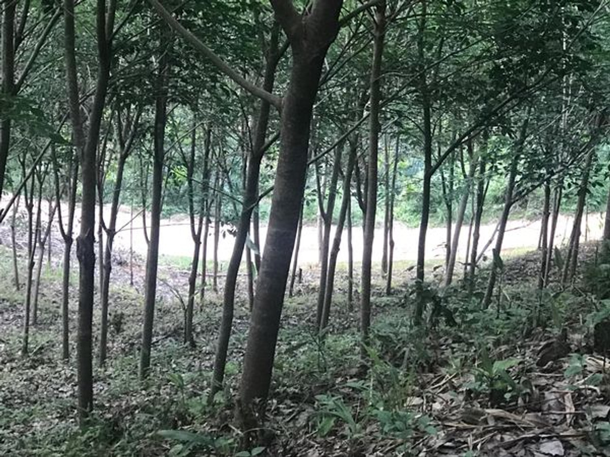 ขายที่ดินพังงา : ขายด่วนที่ดิน วิวทะเล ทำเลสวย บรรยากาศดี เขาหลัก จังหวัดพังงา 