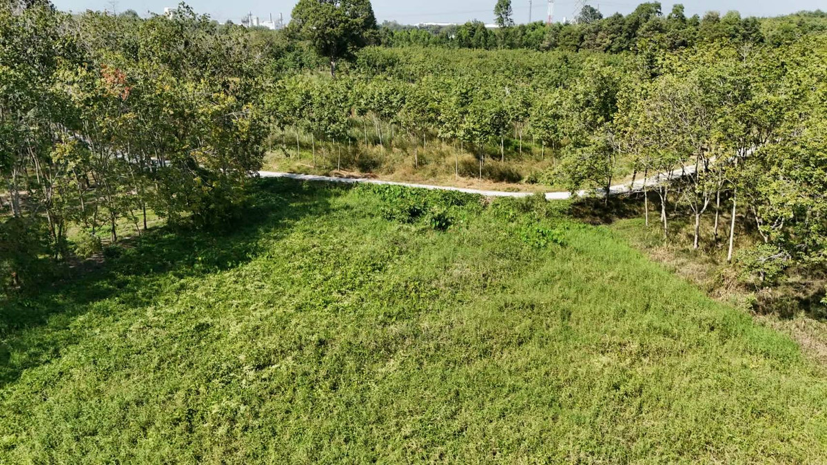 ขายที่ดินระยอง : ขายที่ดินเปล่า 4-2-50 ไร่ ทำเลศักยภาพ ติดคลองกระเฉท น้ำไหลตลอดปี ใกล้นิคมอุตสาหกรรม ต.มาบข่า ระยอง