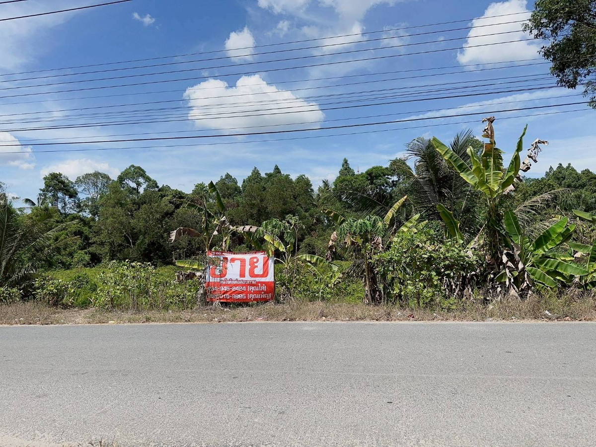ขายที่ดินนครศรีธรรมราช : ขายที่ดินใกล้โรงเรียนสะเพลง อำเภอเฉลิมพระเกียรติ นครศรีธรรมราช  รหัส : L8052
