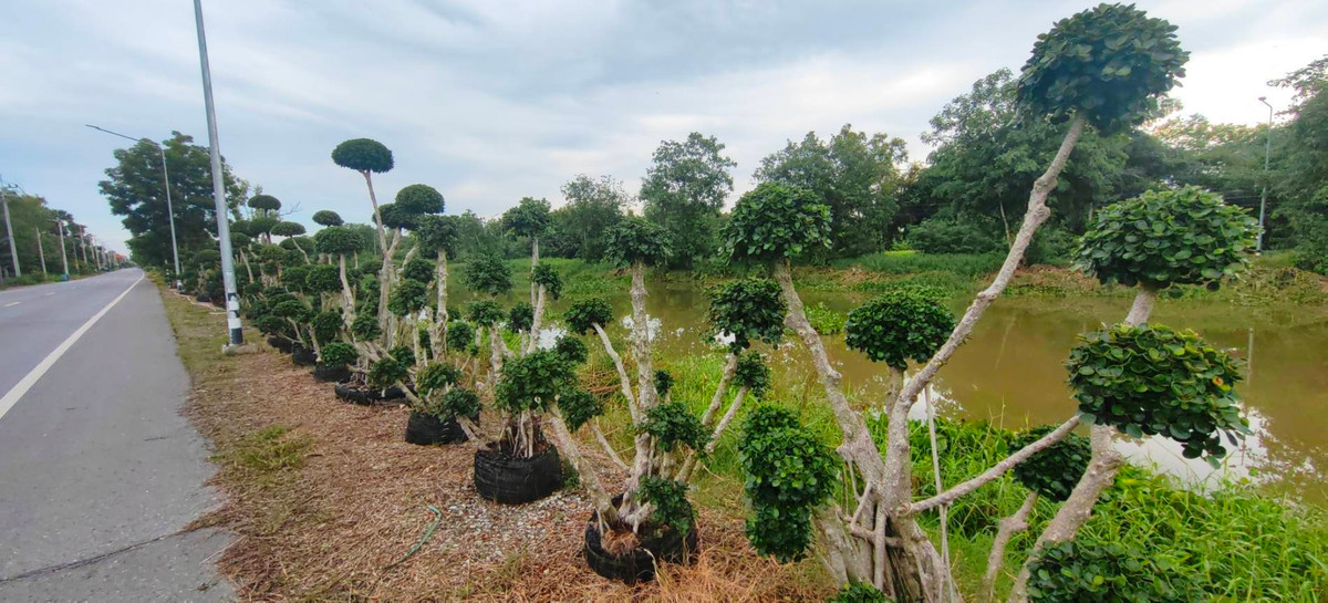 ขายที่ดินปทุมธานี รังสิต ธรรมศาสตร์ : ขายด่วน ✨ ที่ดินใกล้เทศบาลเมืองสนั่นรักษ์ ใกล้ชุมชนน และ ถนน 8 เลนสายรังสิต-นครนายก เพียงไร่ละ 1.2 ล้านบาท