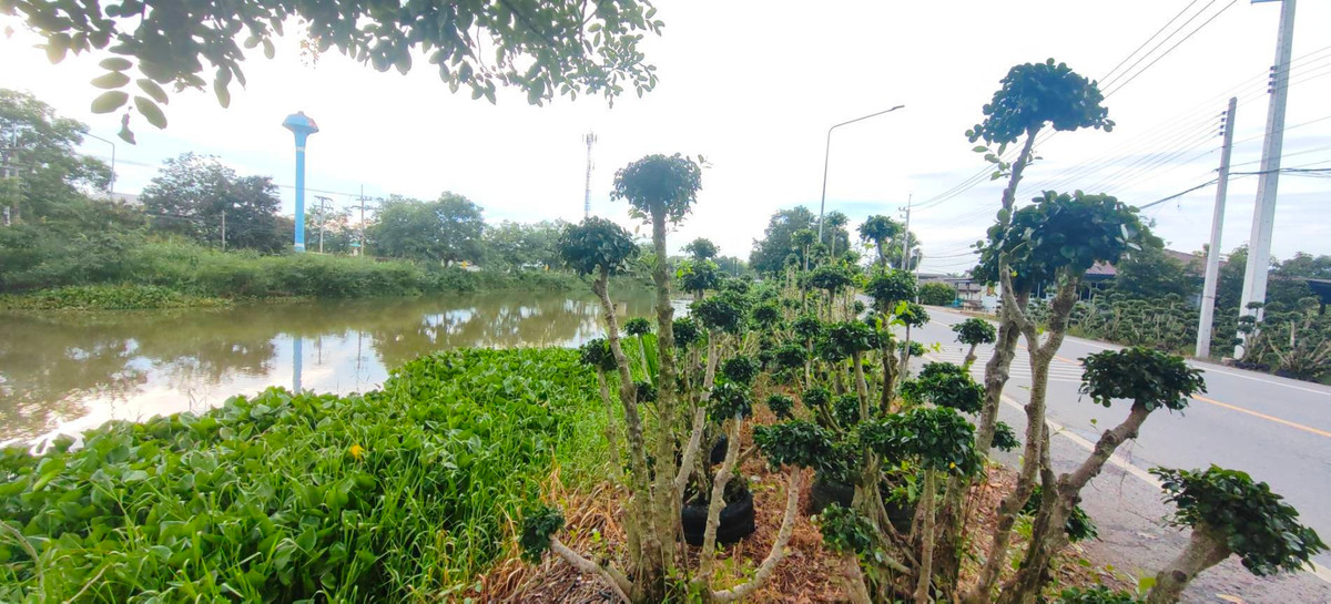 ขายที่ดินปทุมธานี รังสิต ธรรมศาสตร์ : ขายด่วน ✨ ที่ดินใกล้เทศบาลเมืองสนั่นรักษ์ ใกล้ชุมชนน และ ถนน 8 เลนสายรังสิต-นครนายก เพียงไร่ละ 1.2 ล้านบาท