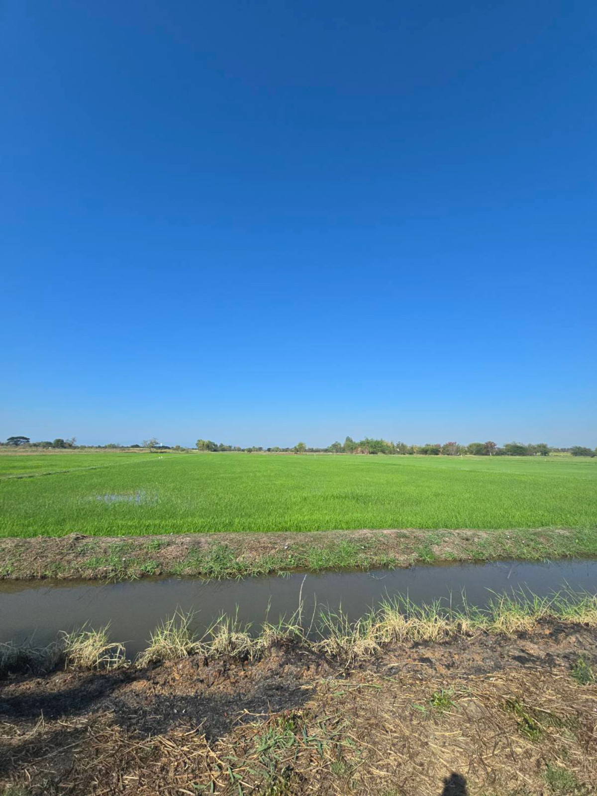 ขายที่ดินชัยภูมิ : ขายที่นา บ้านค้าว ต.โอโล ภูเขียว ชัยภูมิ