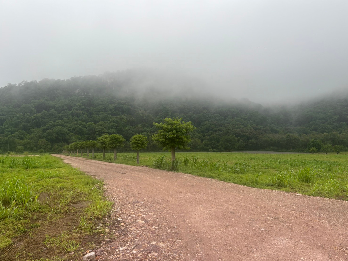 For SaleLandNakhon Sawan : Land for sale 11 rai 3 ngan 71 sq m, Nong Phikun Subdistrict, Tak Fa District, Nakhon Sawan Province. Mountain view, good weather