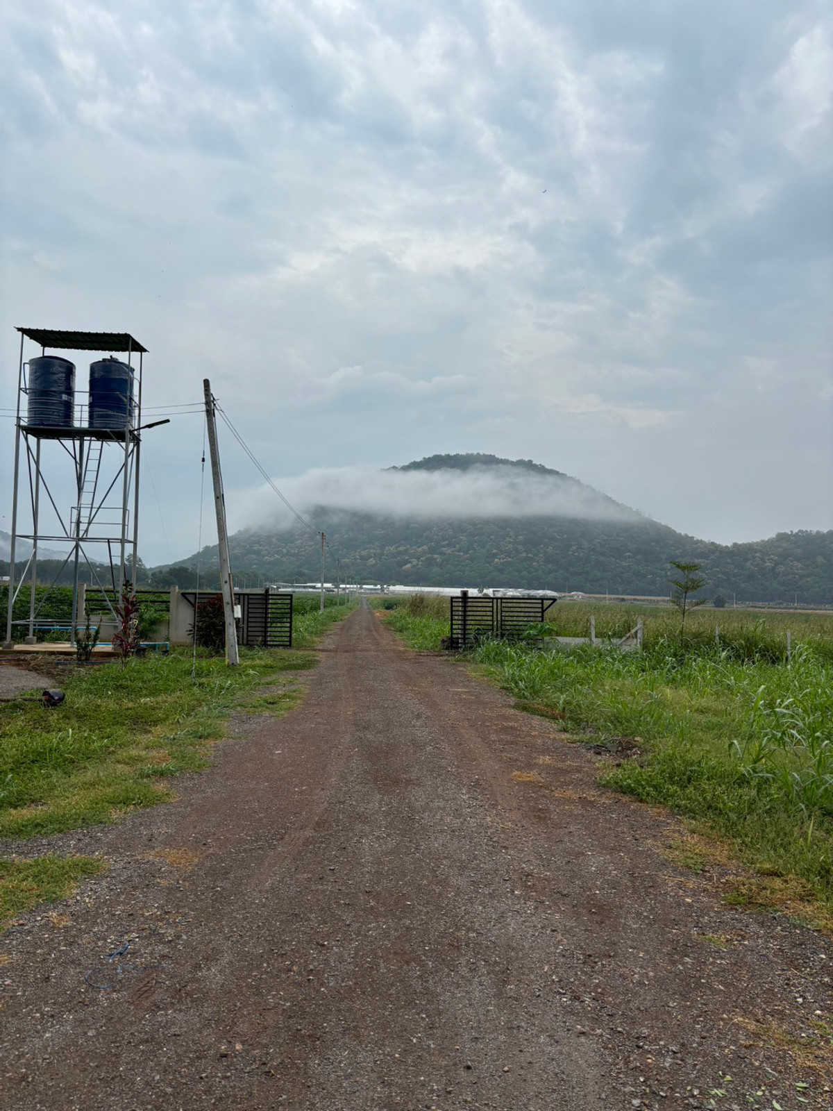 For SaleLandNakhon Sawan : Land for sale 11 rai 3 ngan 71 sq m, Nong Phikun Subdistrict, Tak Fa District, Nakhon Sawan Province. Mountain view, good weather