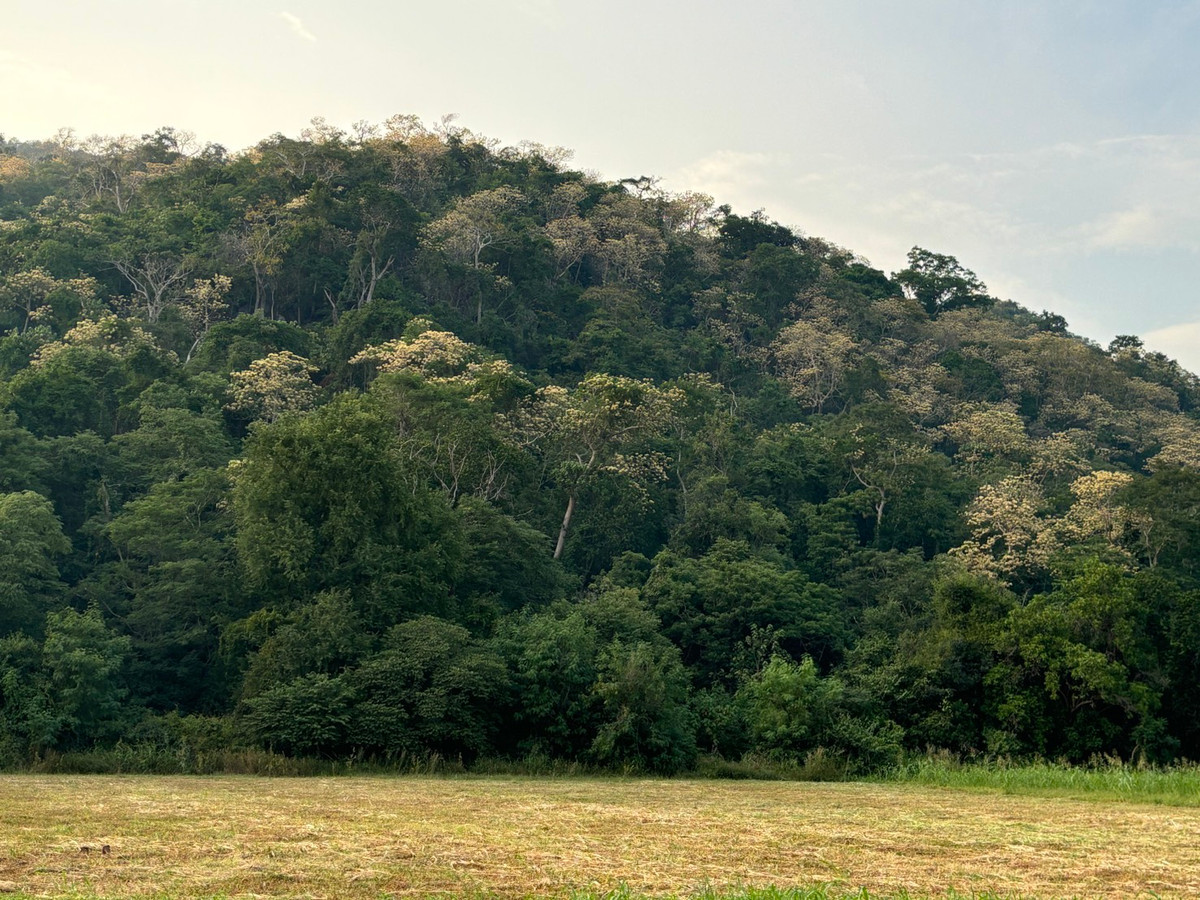 For SaleLandNakhon Sawan : Land for sale 11 rai 3 ngan 71 sq m, Nong Phikun Subdistrict, Tak Fa District, Nakhon Sawan Province. Mountain view, good weather