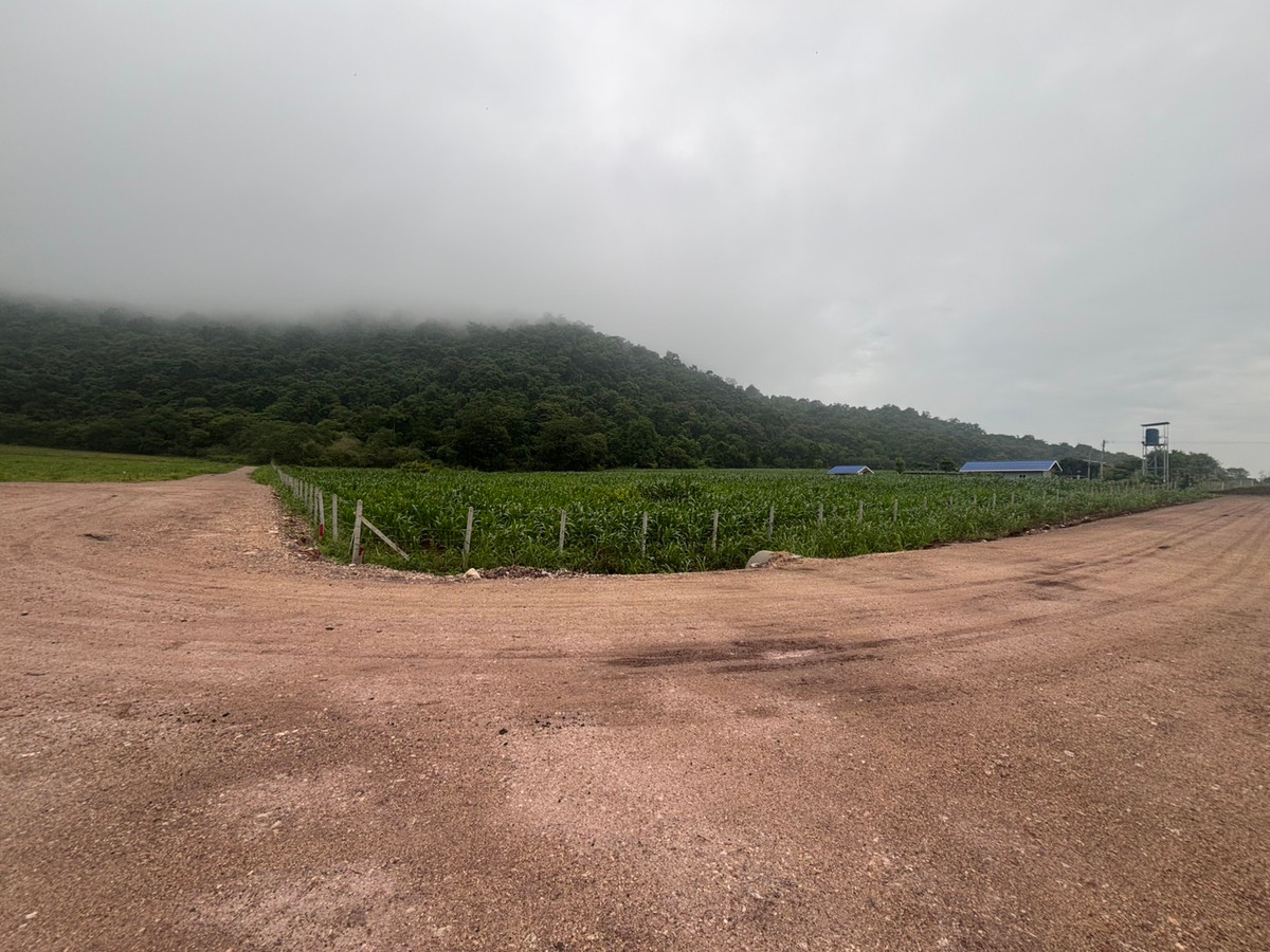 For SaleLandNakhon Sawan : Land for sale 11 rai 3 ngan 71 sq m, Nong Phikun Subdistrict, Tak Fa District, Nakhon Sawan Province. Mountain view, good weather