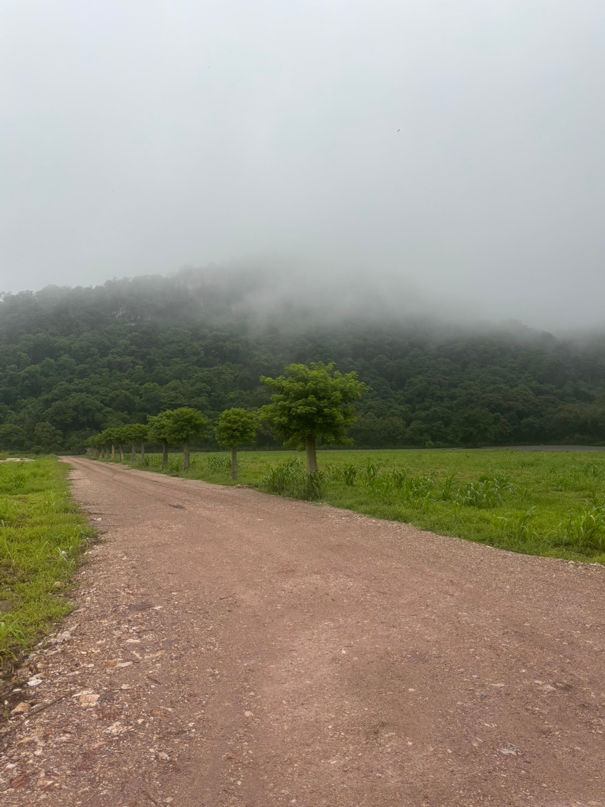 For SaleLandNakhon Sawan : Land for sale 11 rai 3 ngan 71 sq m, Nong Phikun Subdistrict, Tak Fa District, Nakhon Sawan Province. Mountain view, good weather